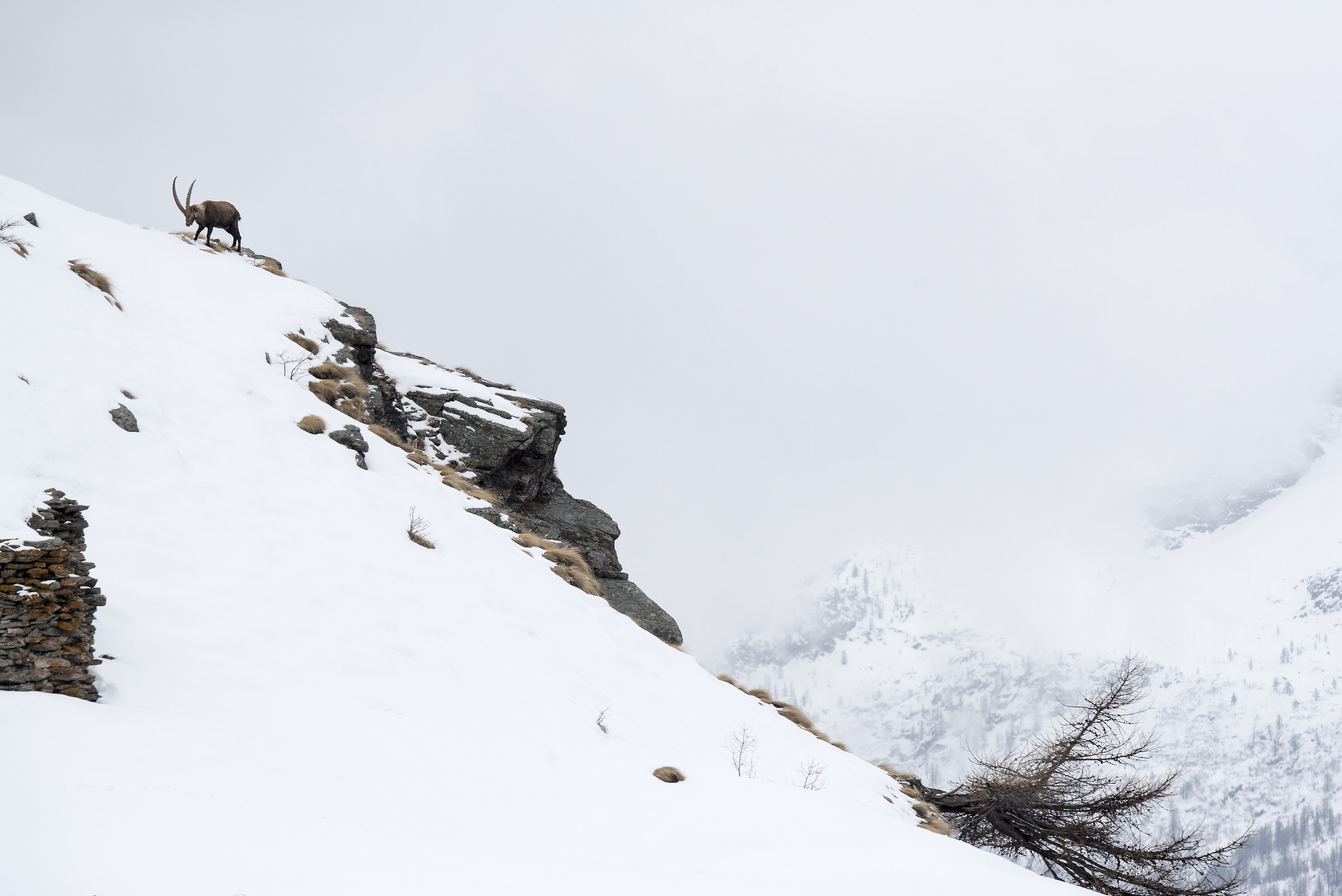 Il re della montagna
