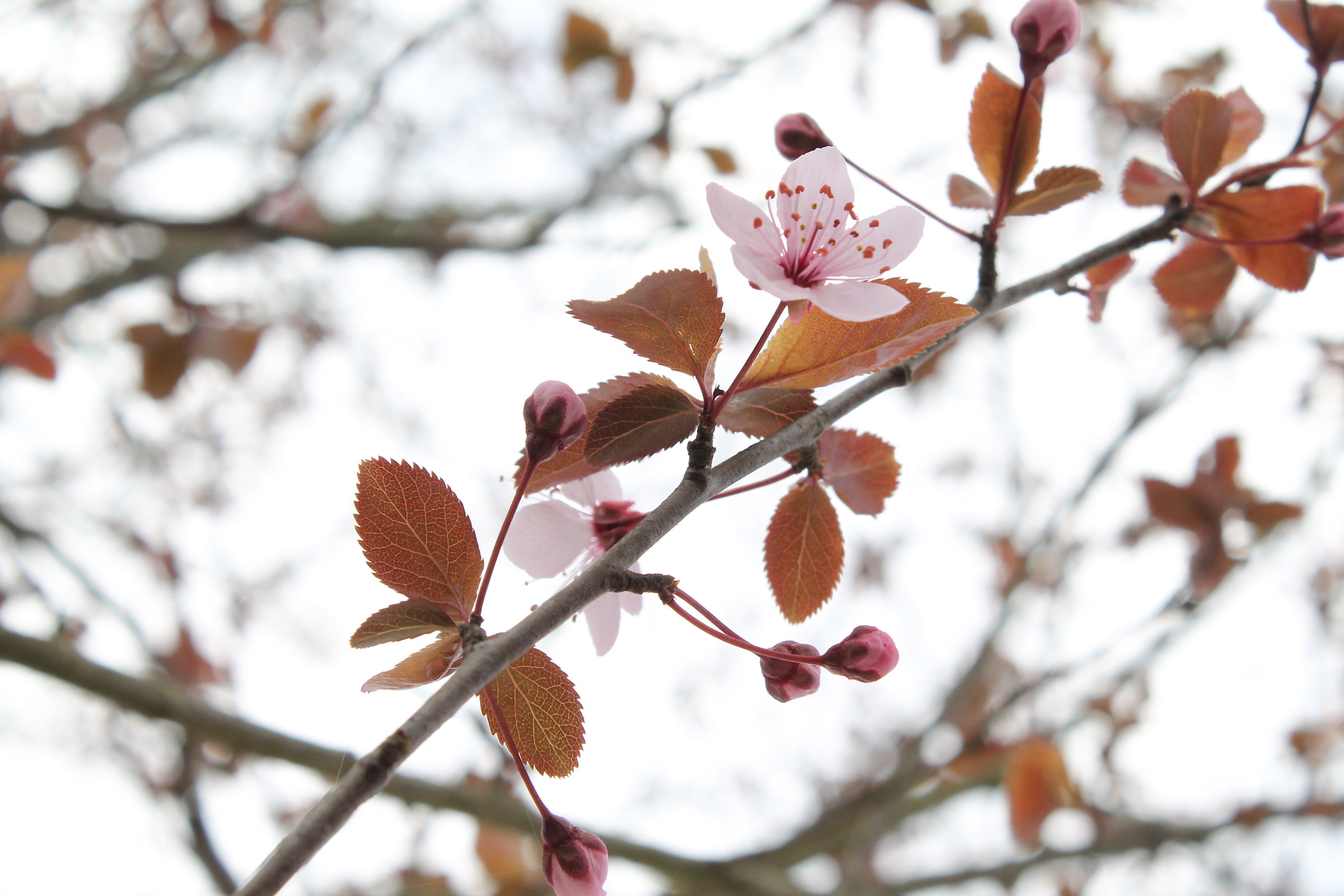 Prunus da fiore