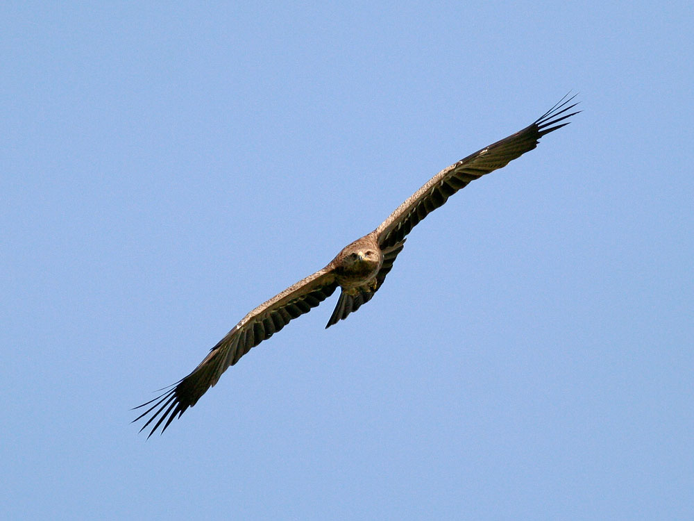 Lesser-spotted Eagle  photography in Bulgaria