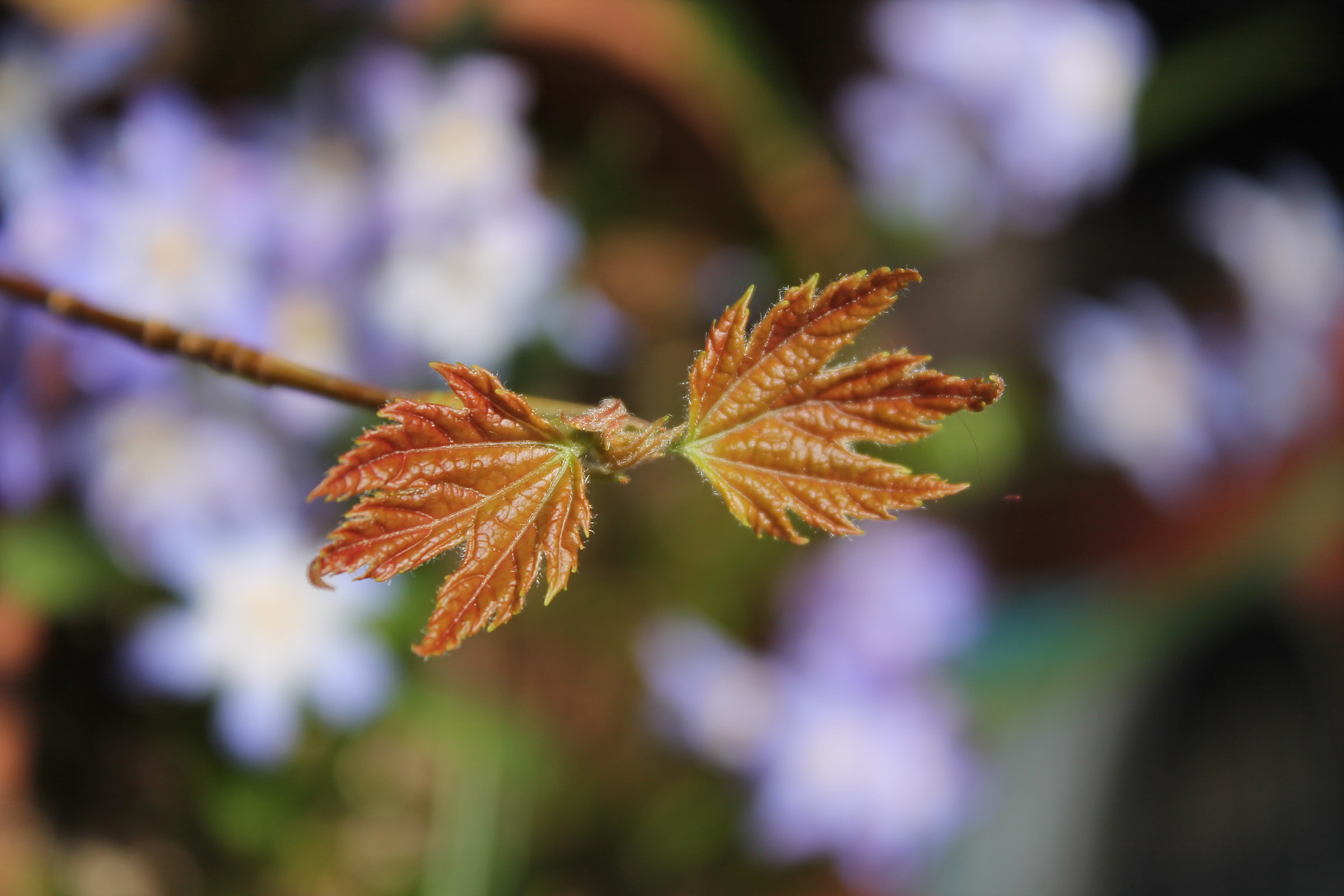 Acero con chionodoxa alle spalle