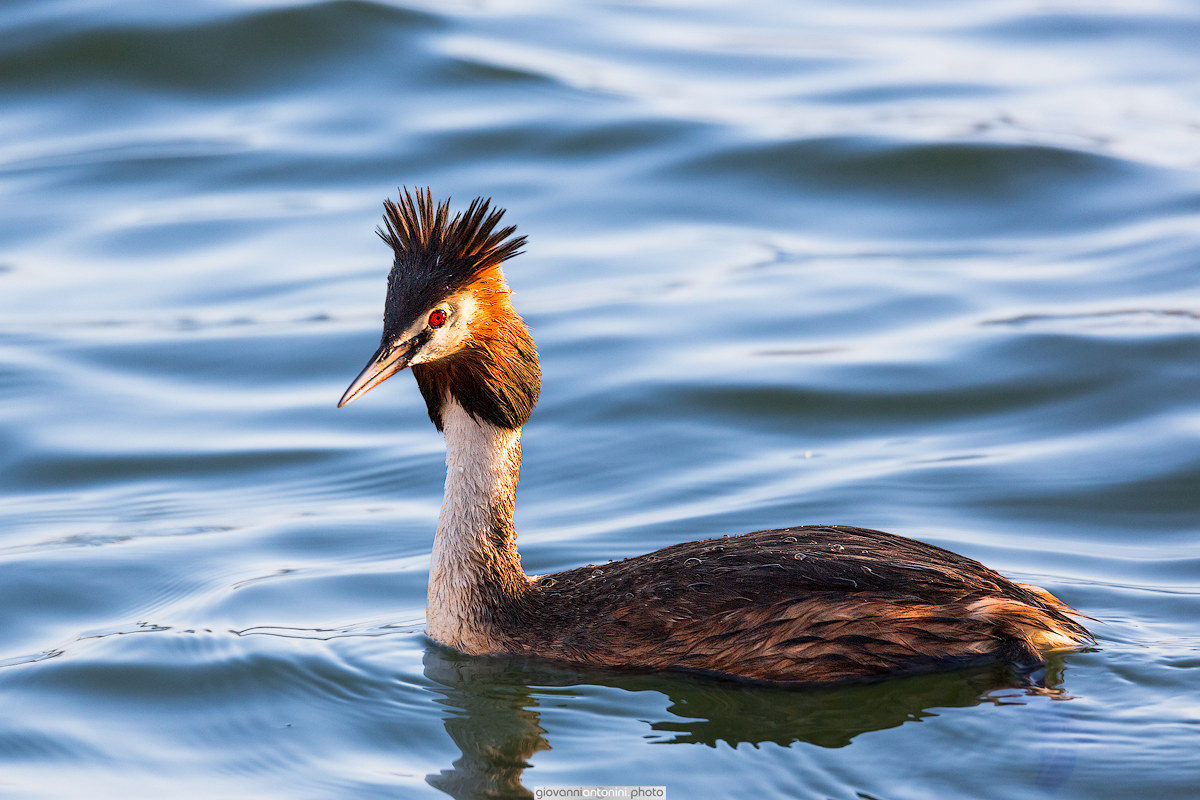 Great Crested Grebe