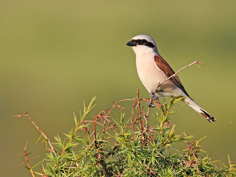 Red-backed Shrike  photography in Bulgaria