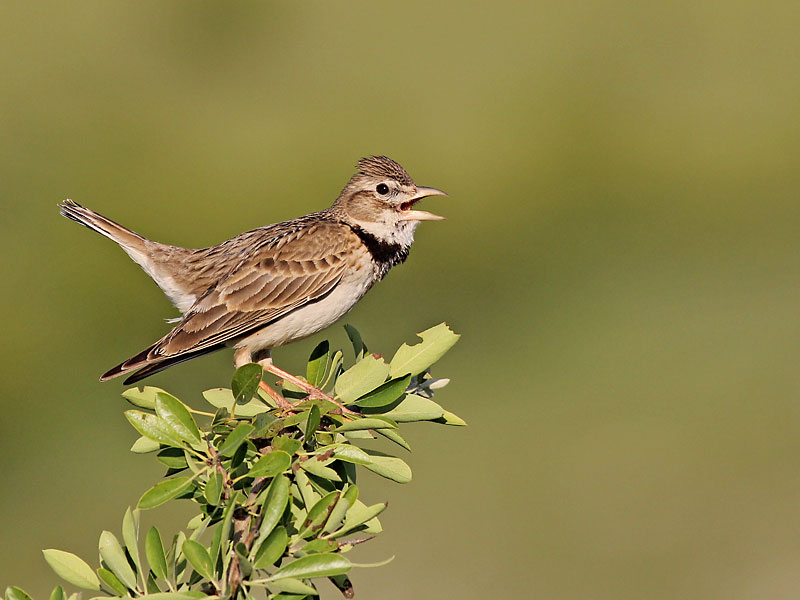 Calandra Lark photography in Bulgaria
