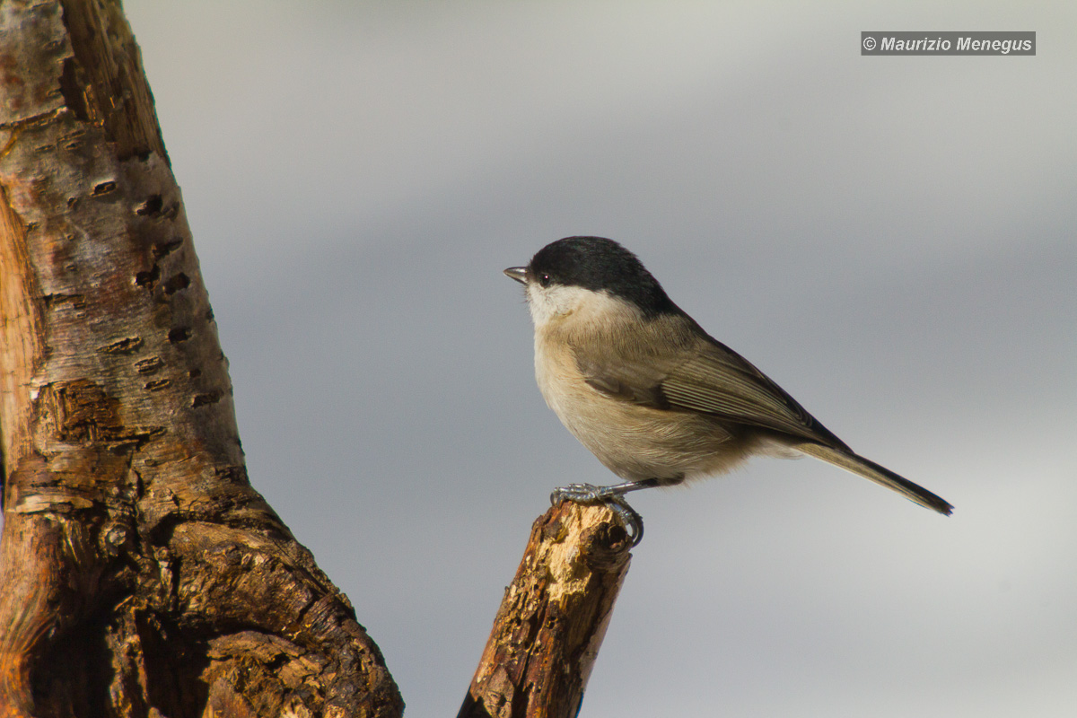 Cincia bigia alpestre in digiscoping