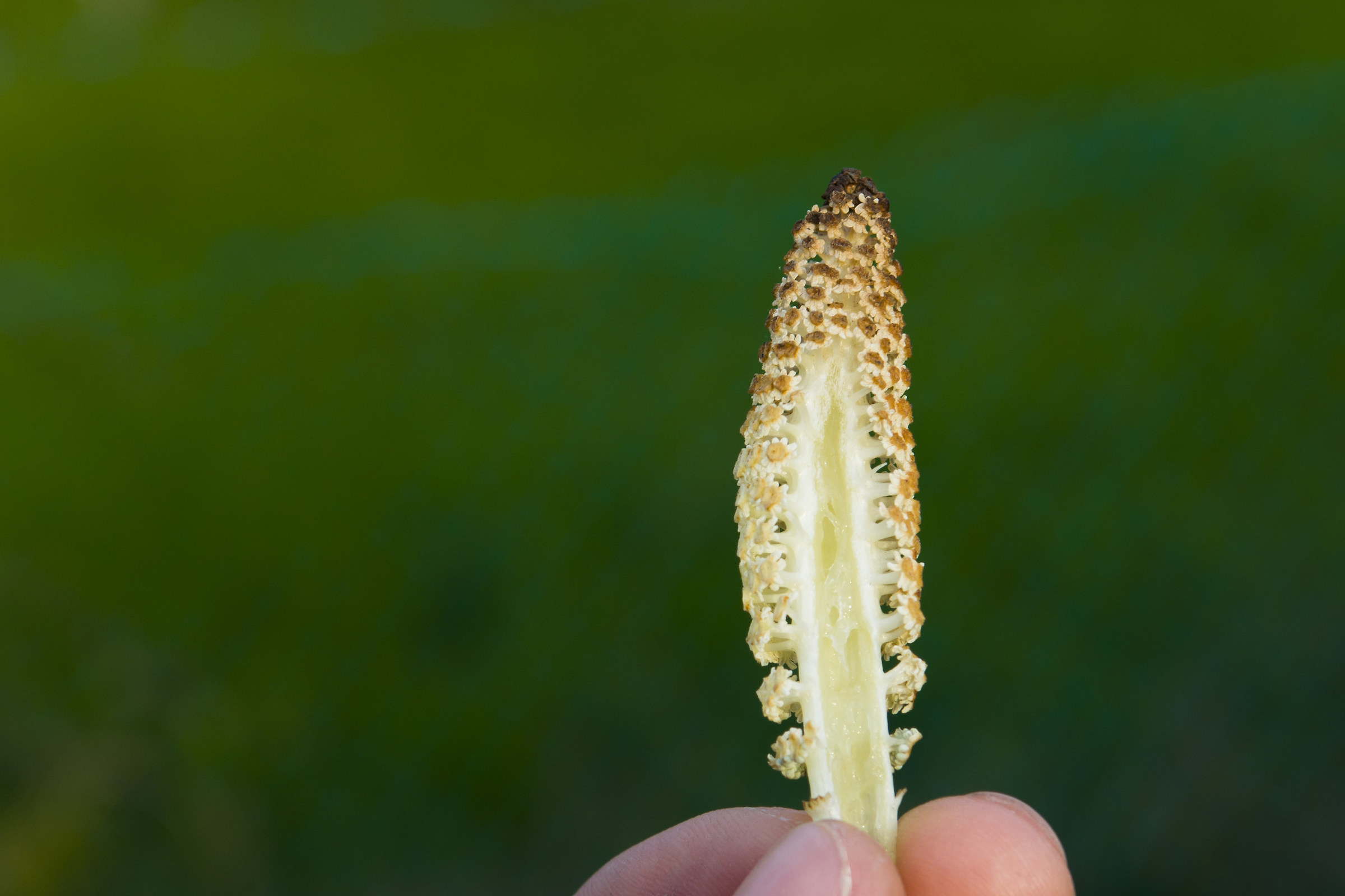 Equisetum or queue greater horseshoe