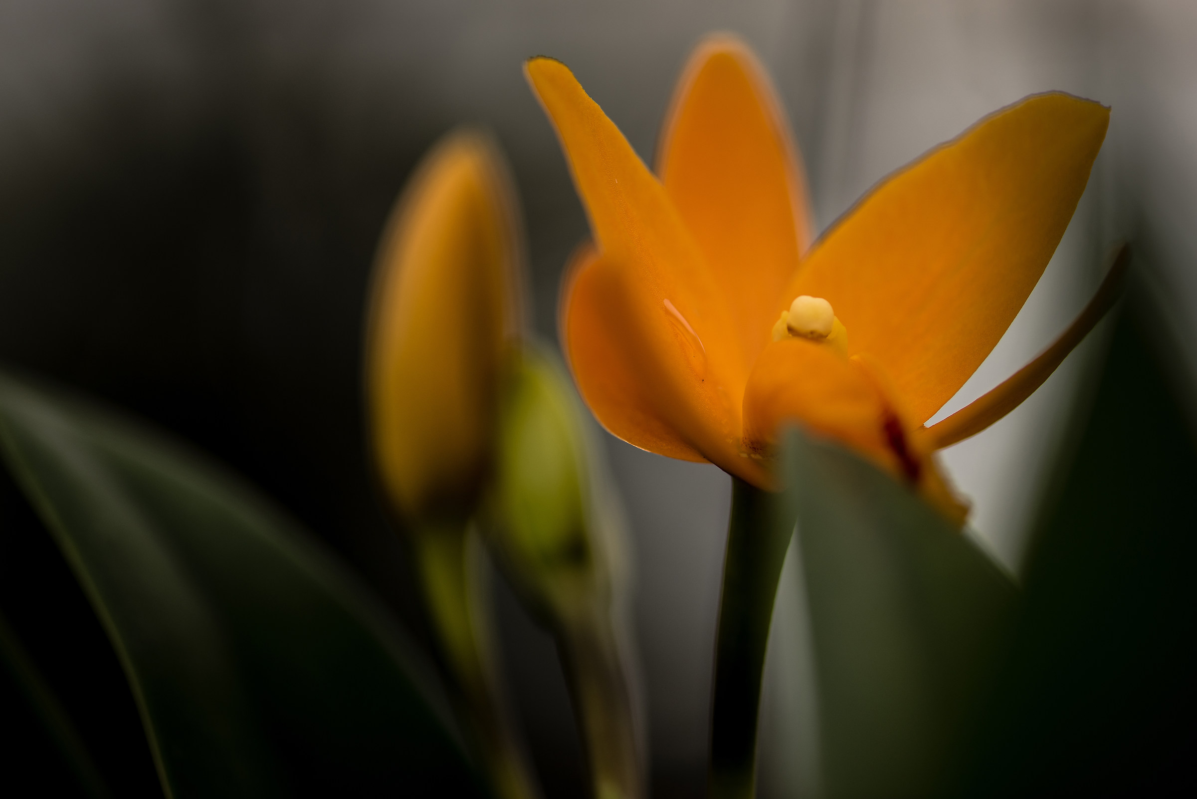 Orchidea a Gargazzone