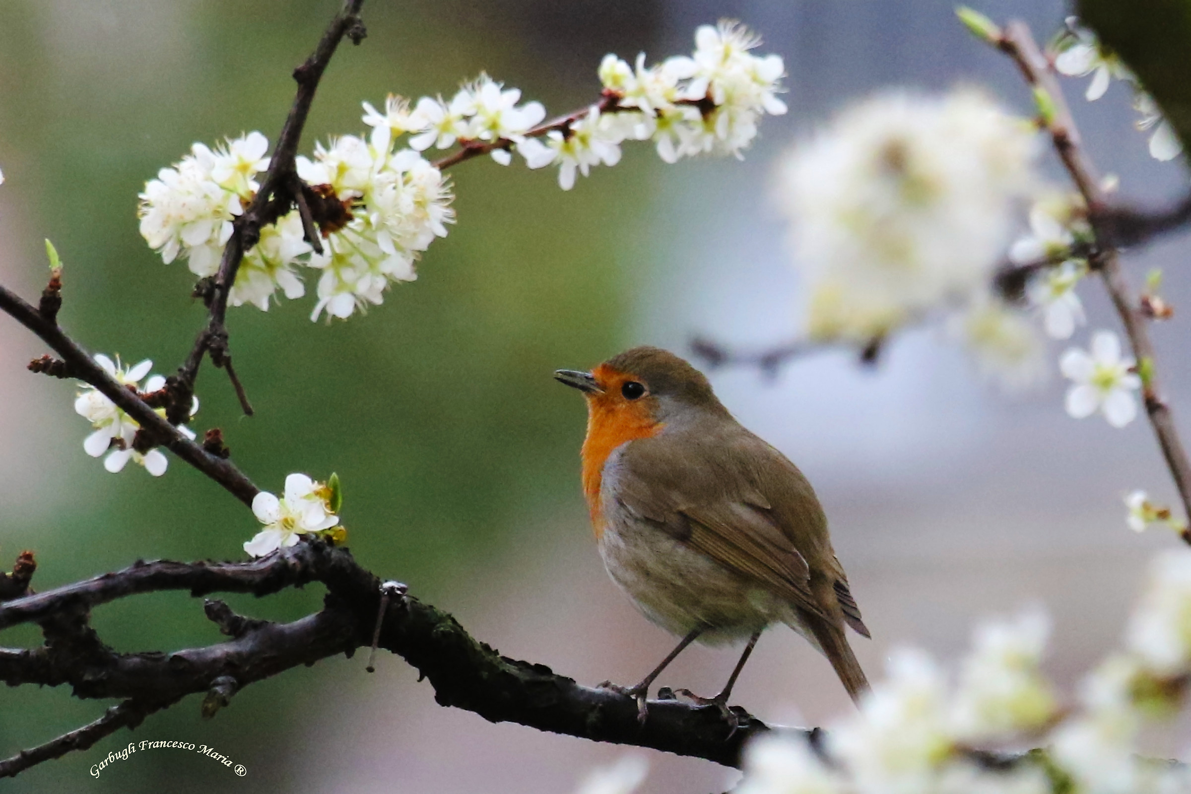 The Robin ..... Fiorito
