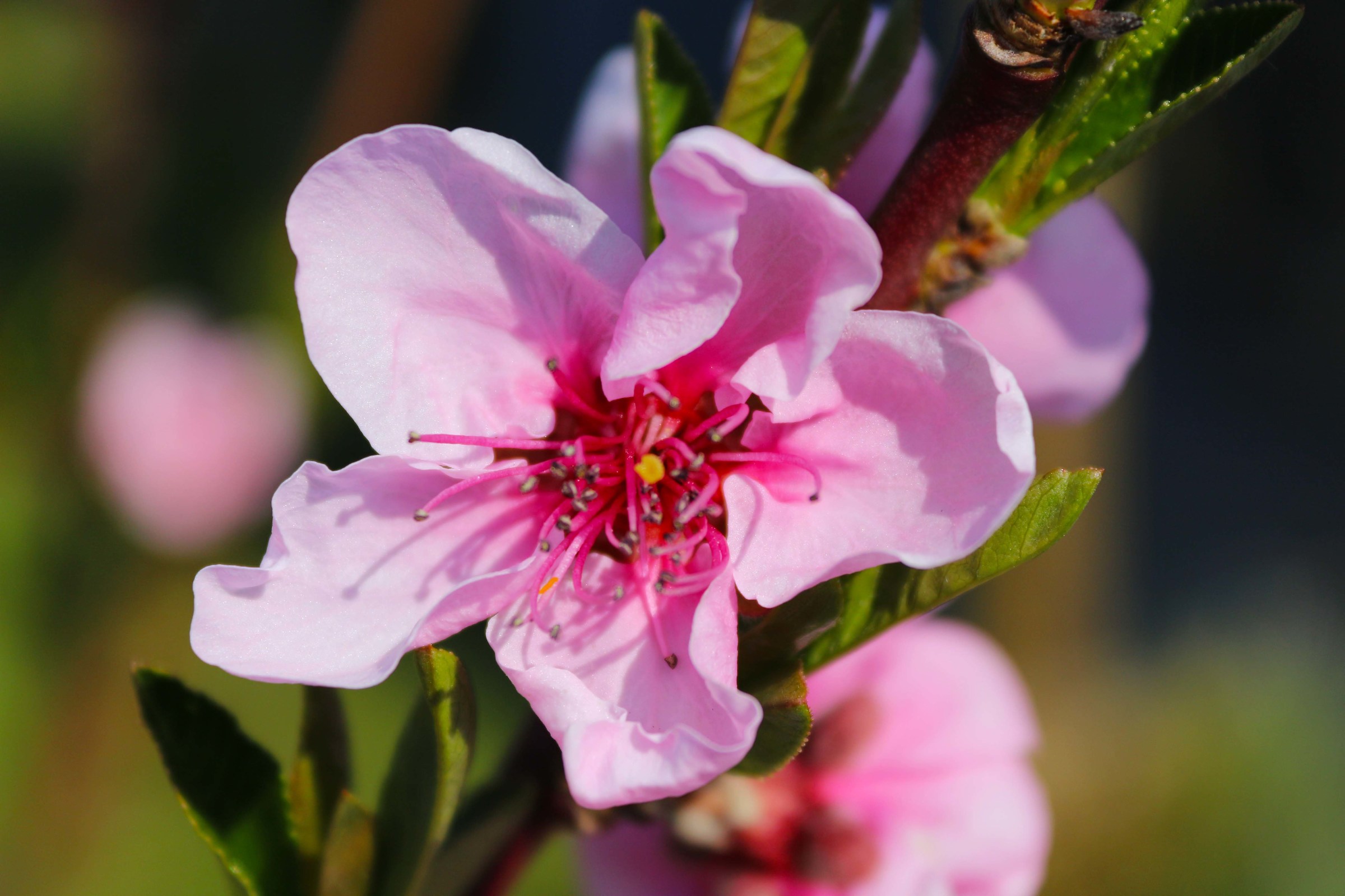 Peach tree in bloom