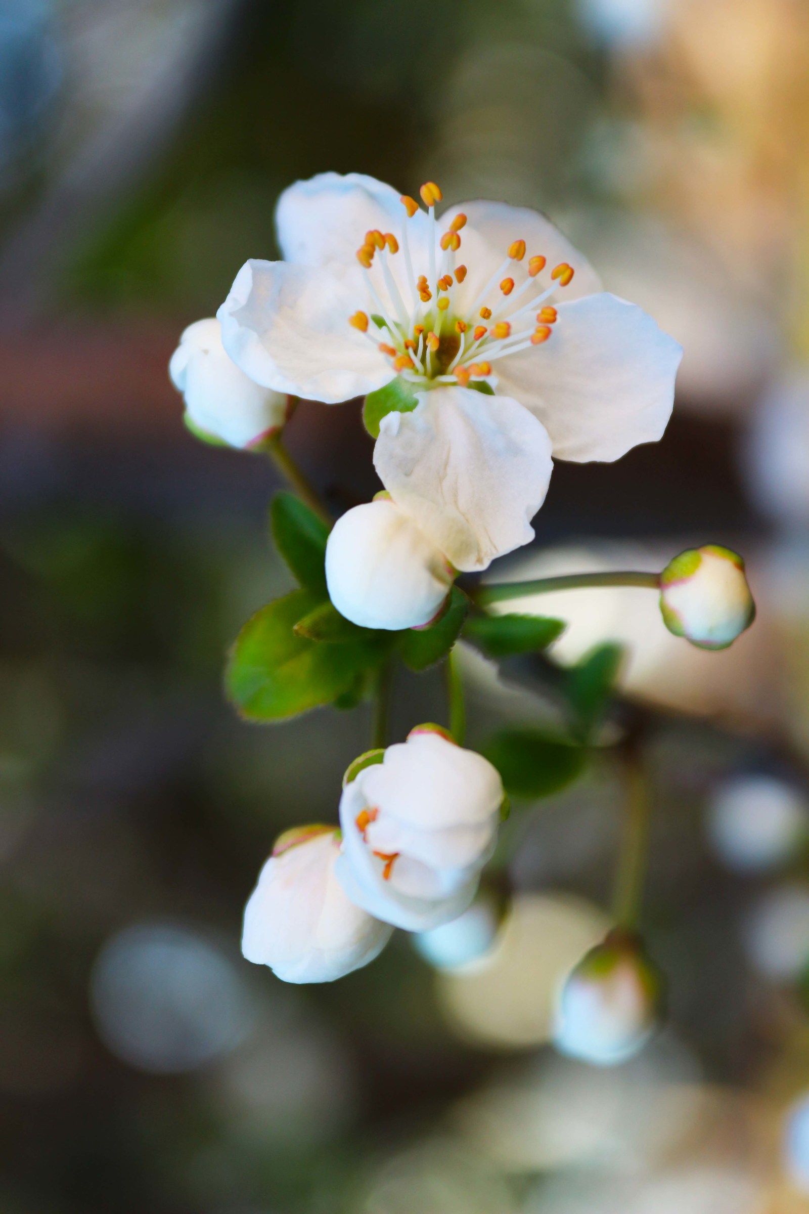 Almond Blossom