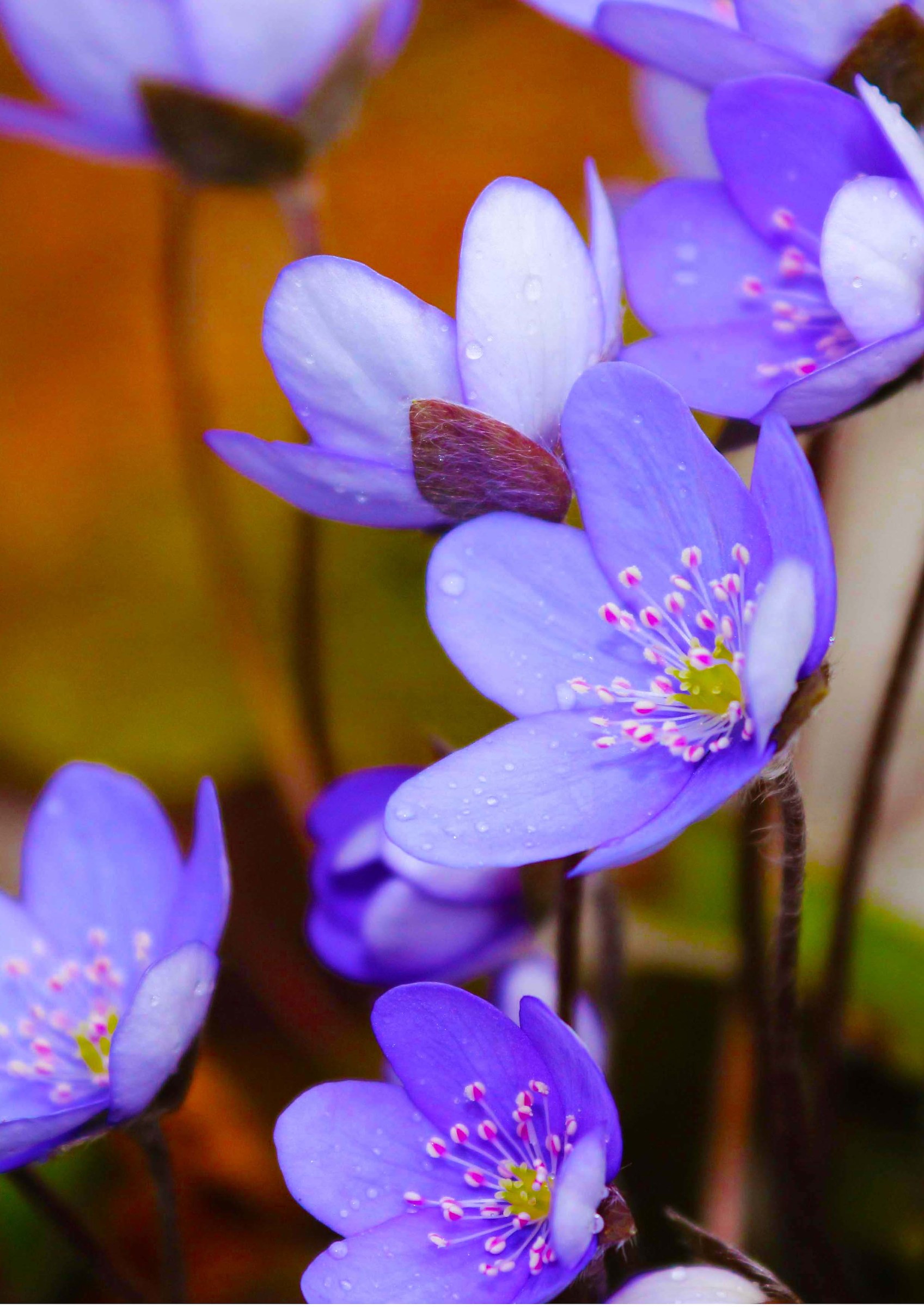 Fiore del sottobosco