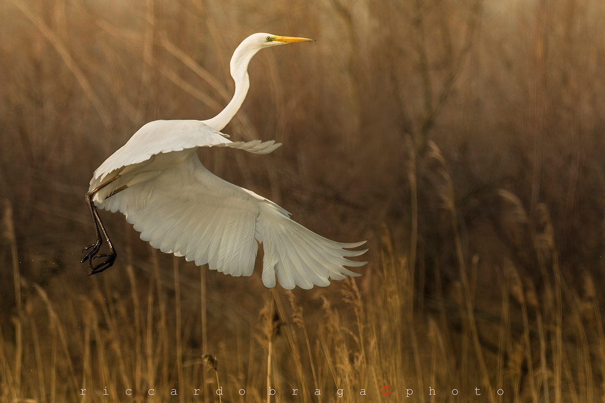 The flight of the white