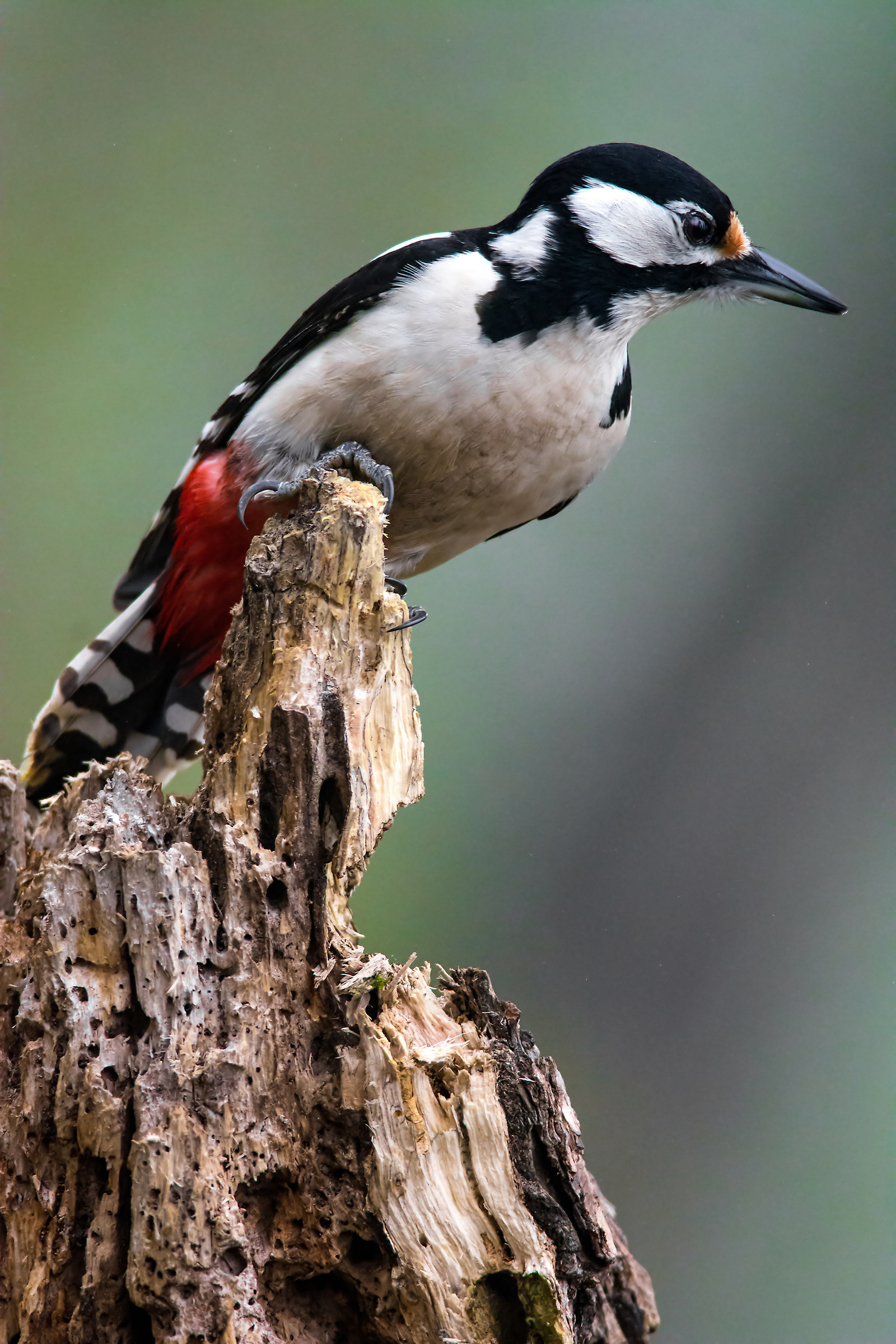 great spotted woodpecker