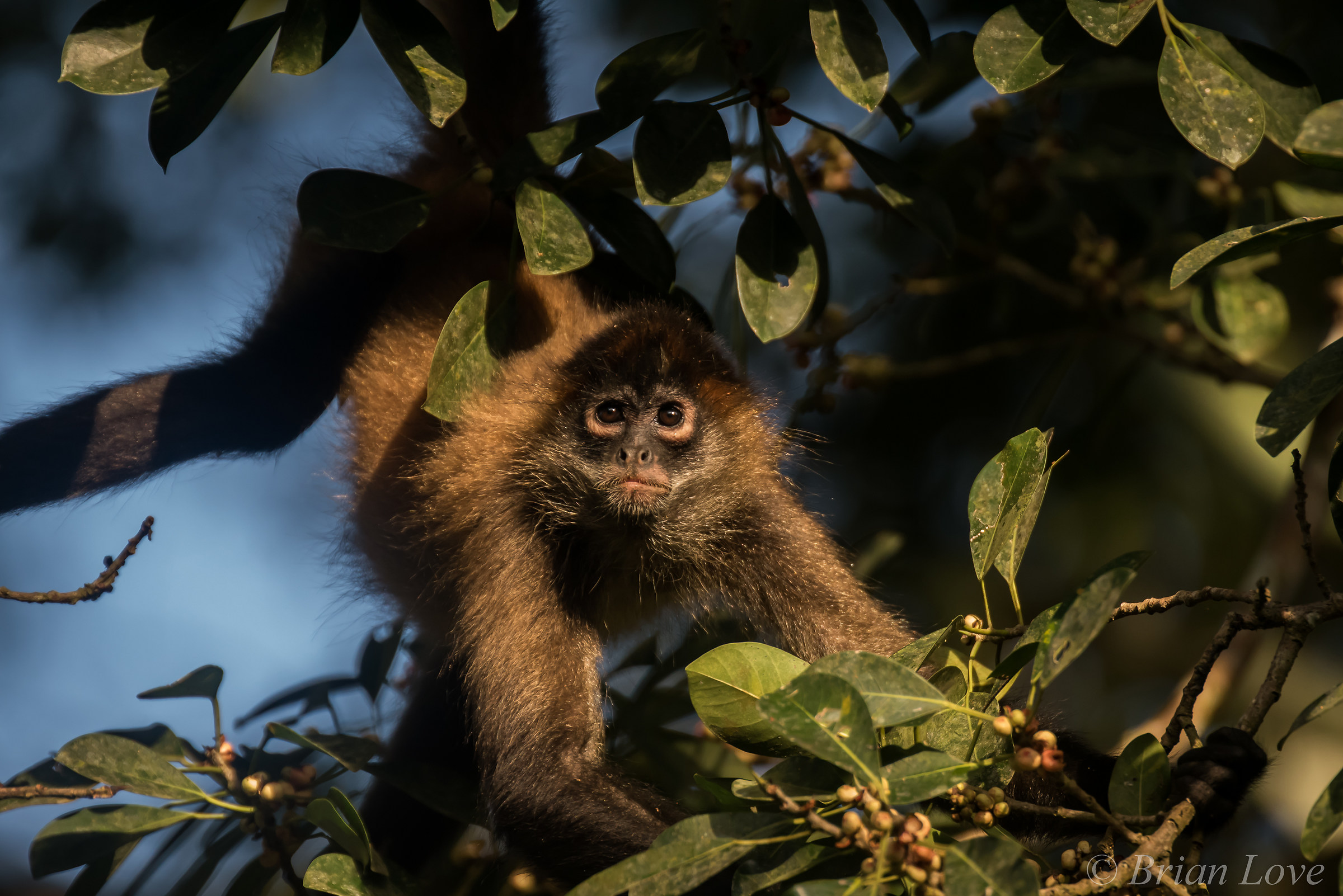 The Morning Ritual - Spider Monkey