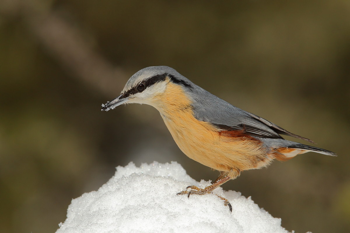 nuthatch