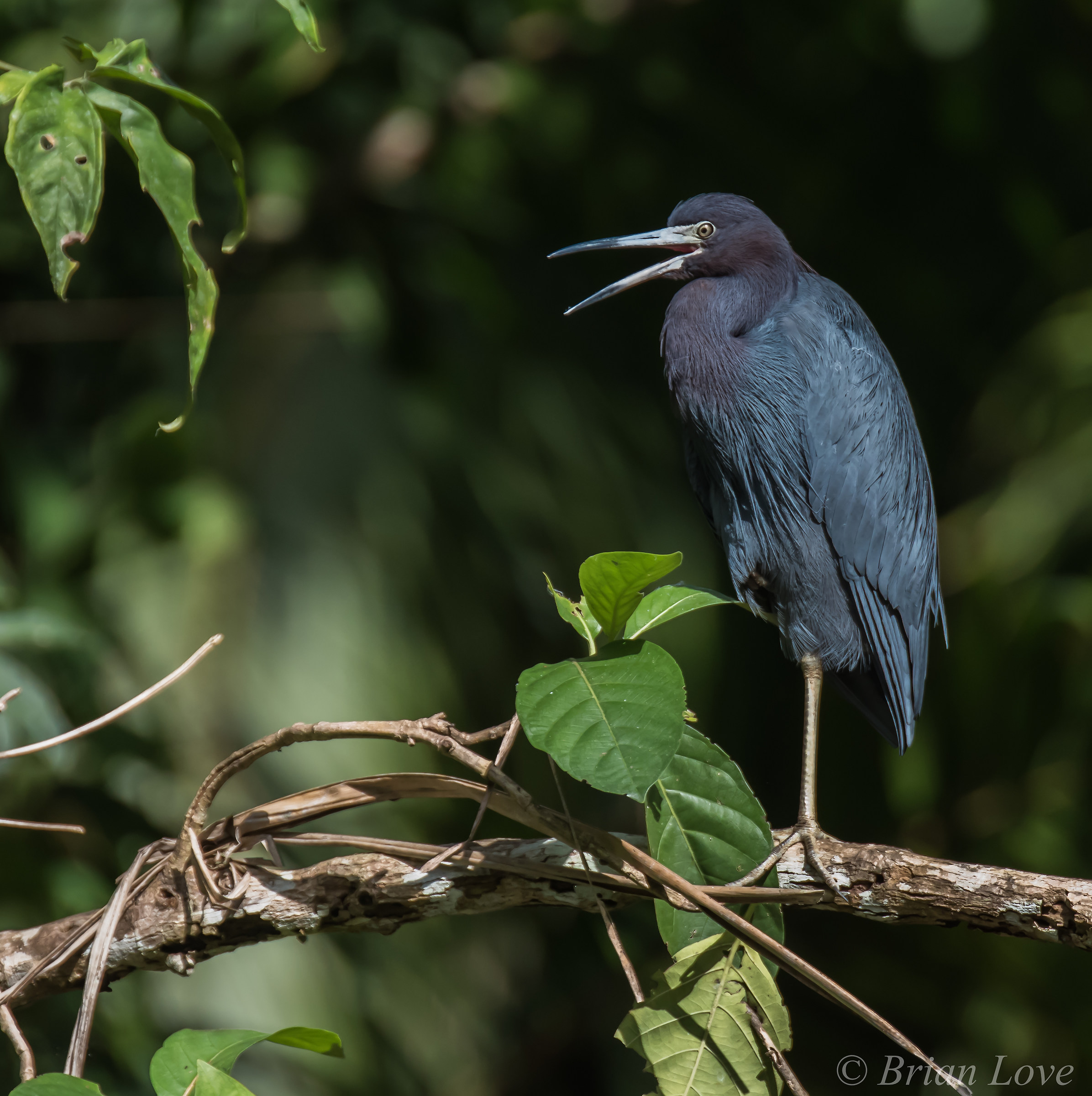 Little Blue Heron