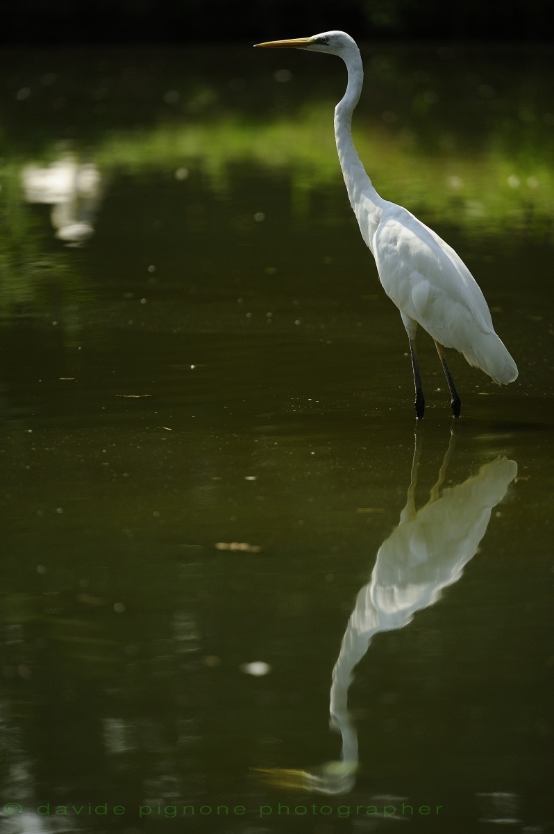 Great White Egret (Casmerodius albus)