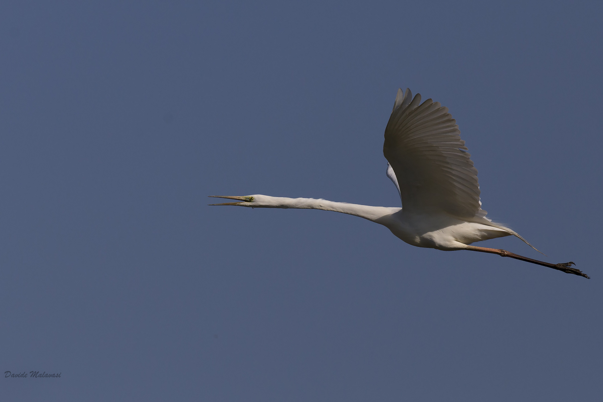 Great Egret