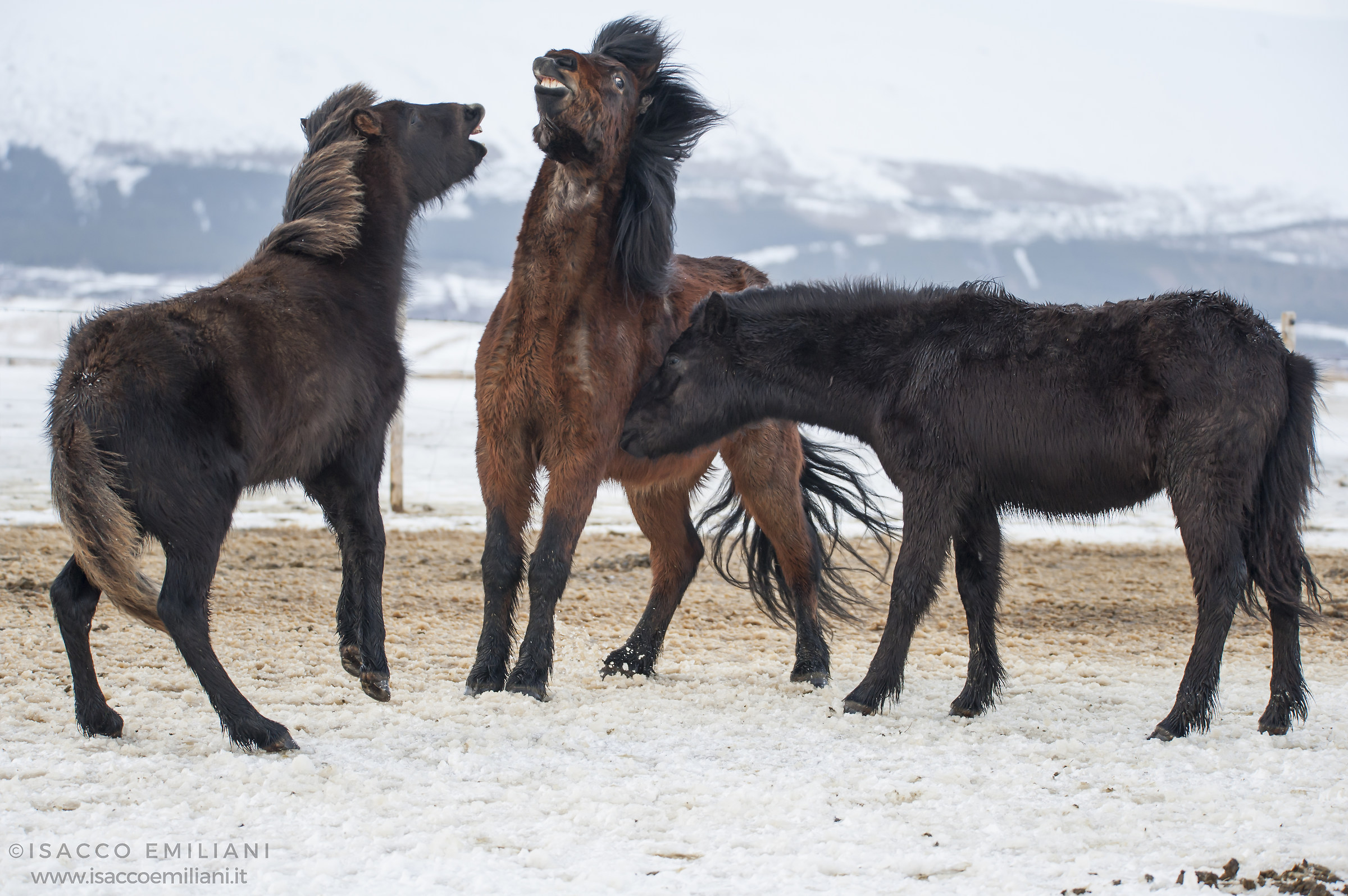 La forza dei cavalli Islandesi