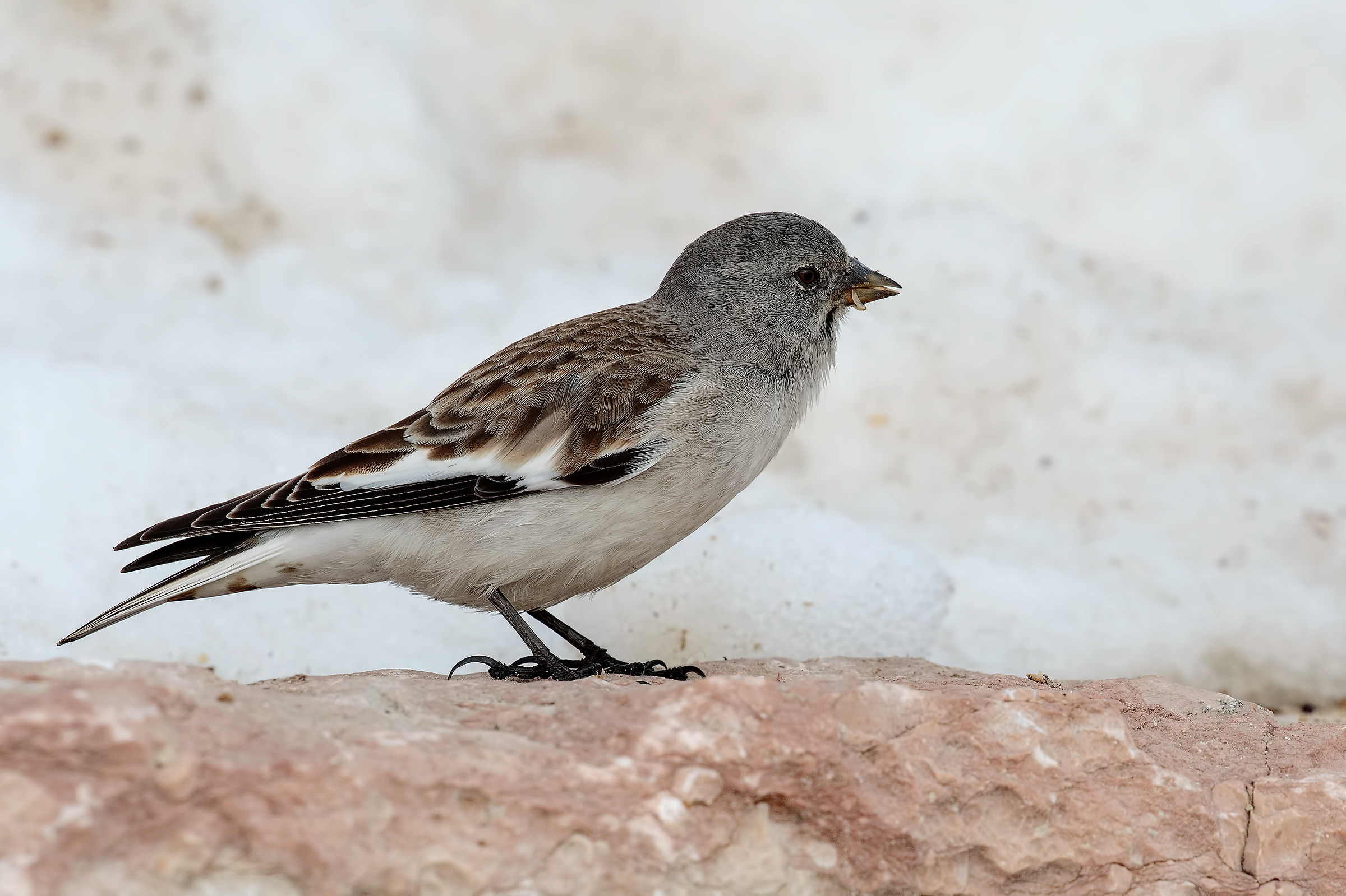 Alpine Chaffinch