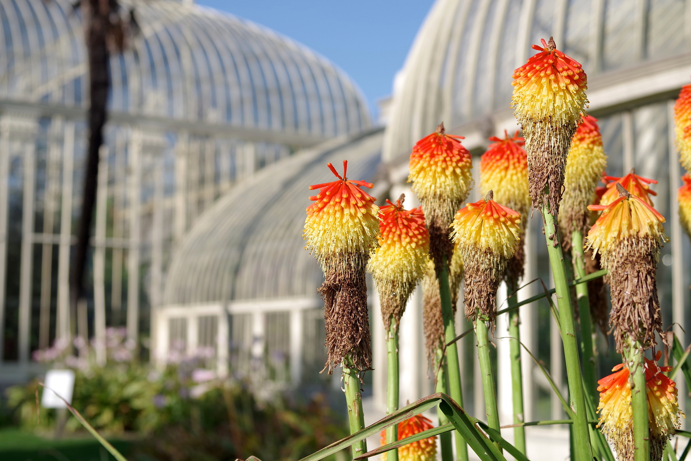 National Botanic Gardens - Dublin
