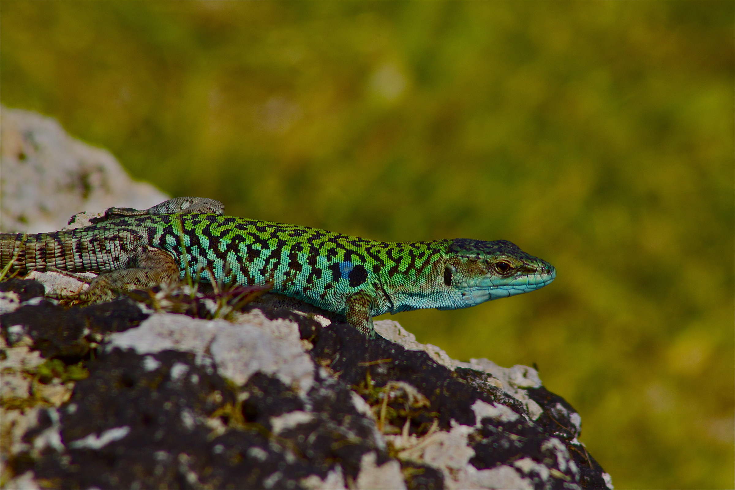 blue lizard