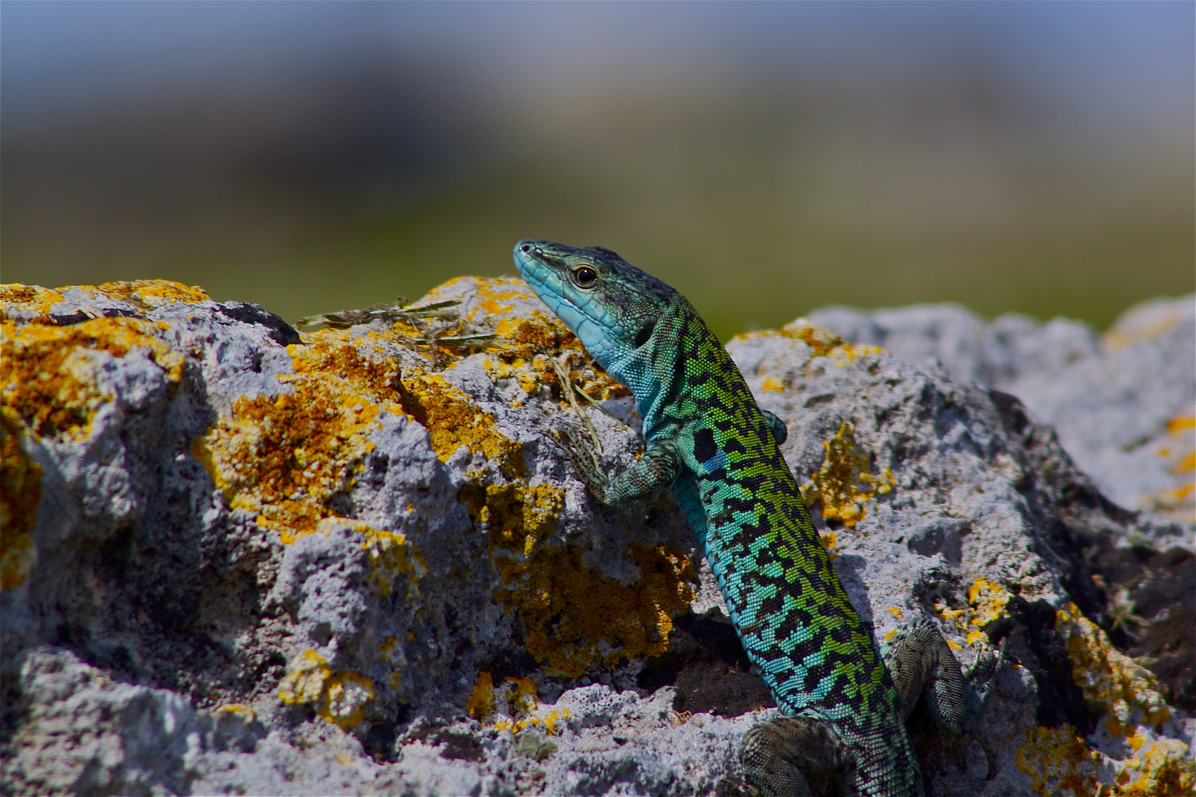 from the trench edge