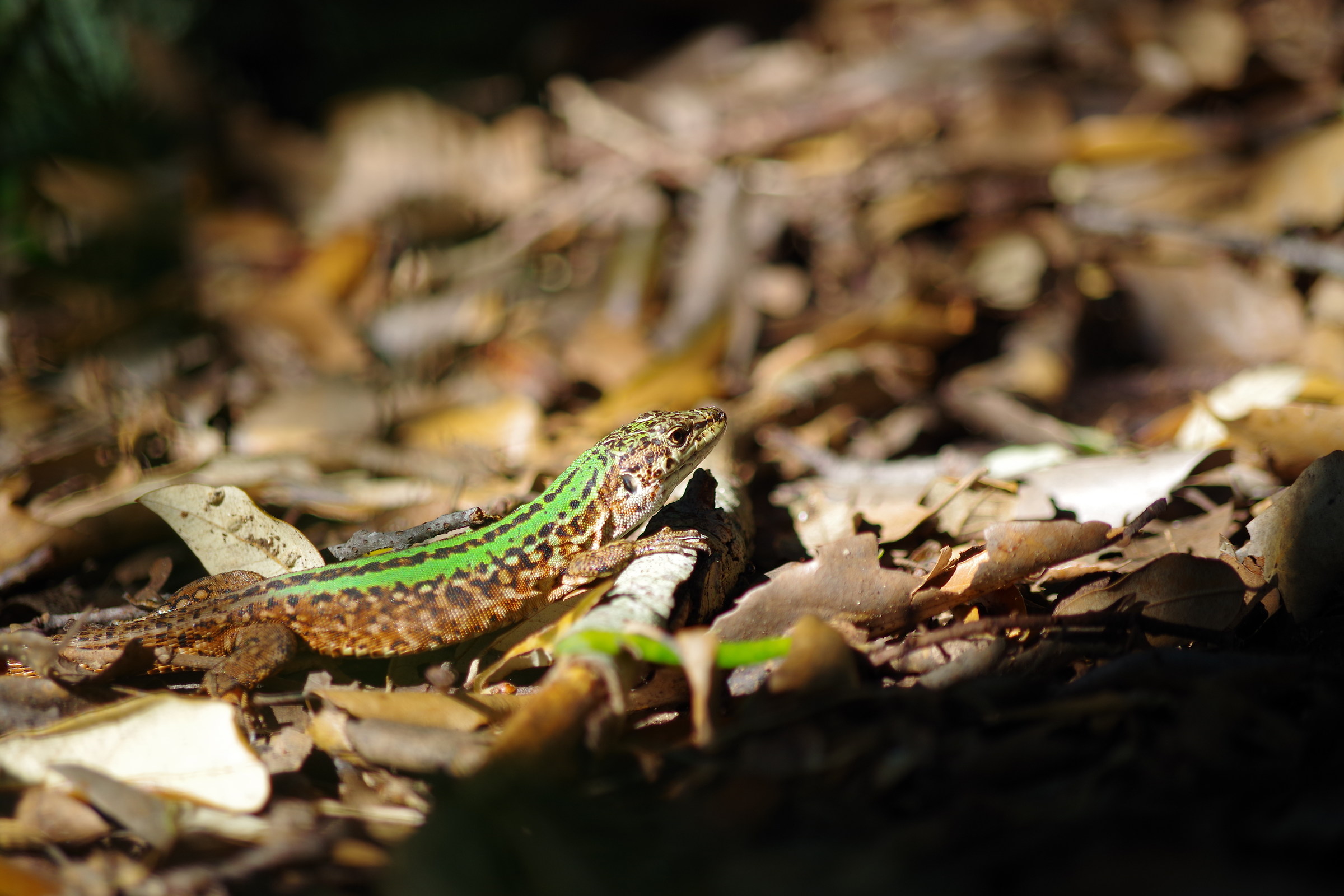 Podarcis siculus - Countryside Lizard