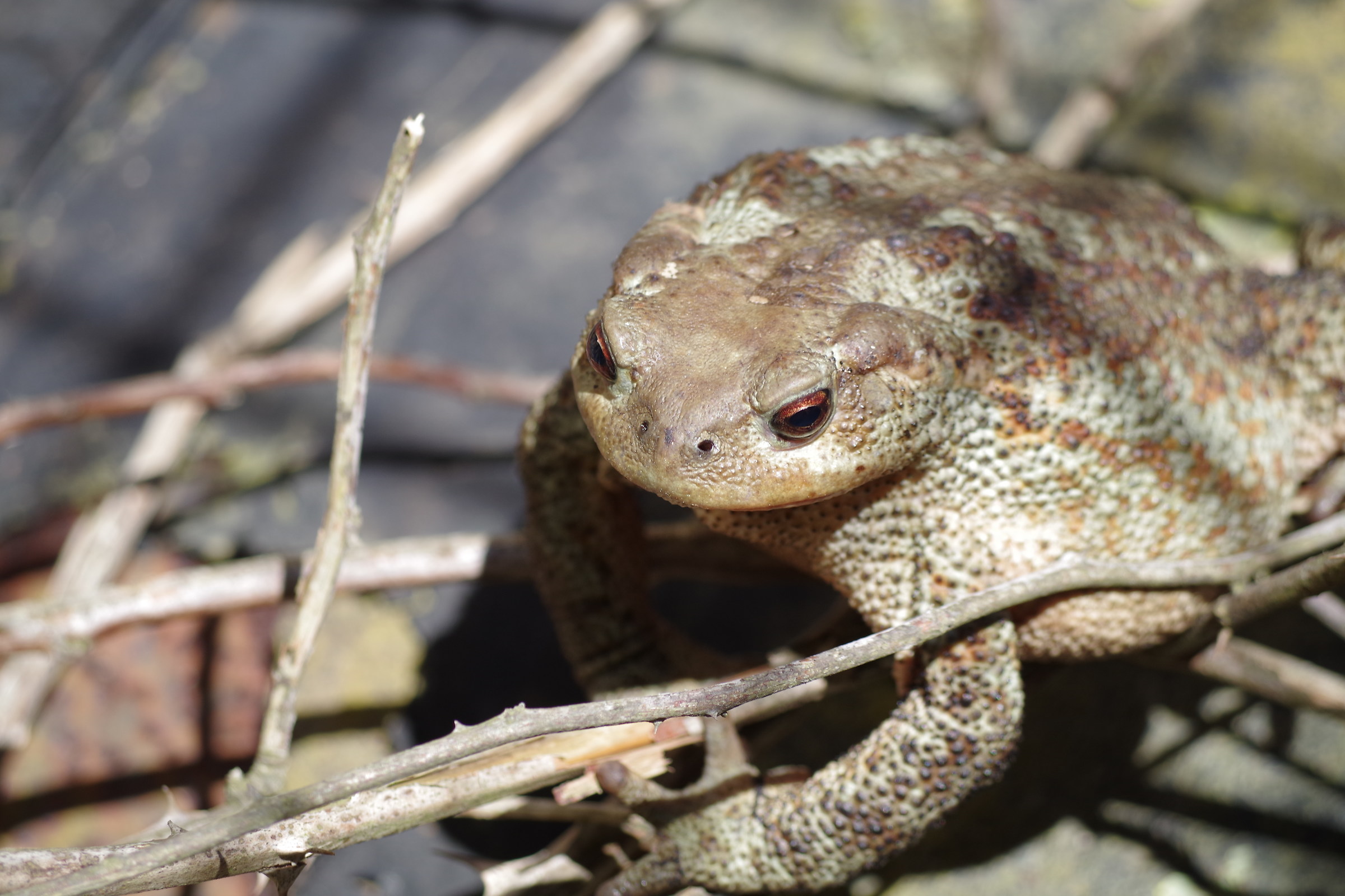 Bufo bufo - Common Toad
