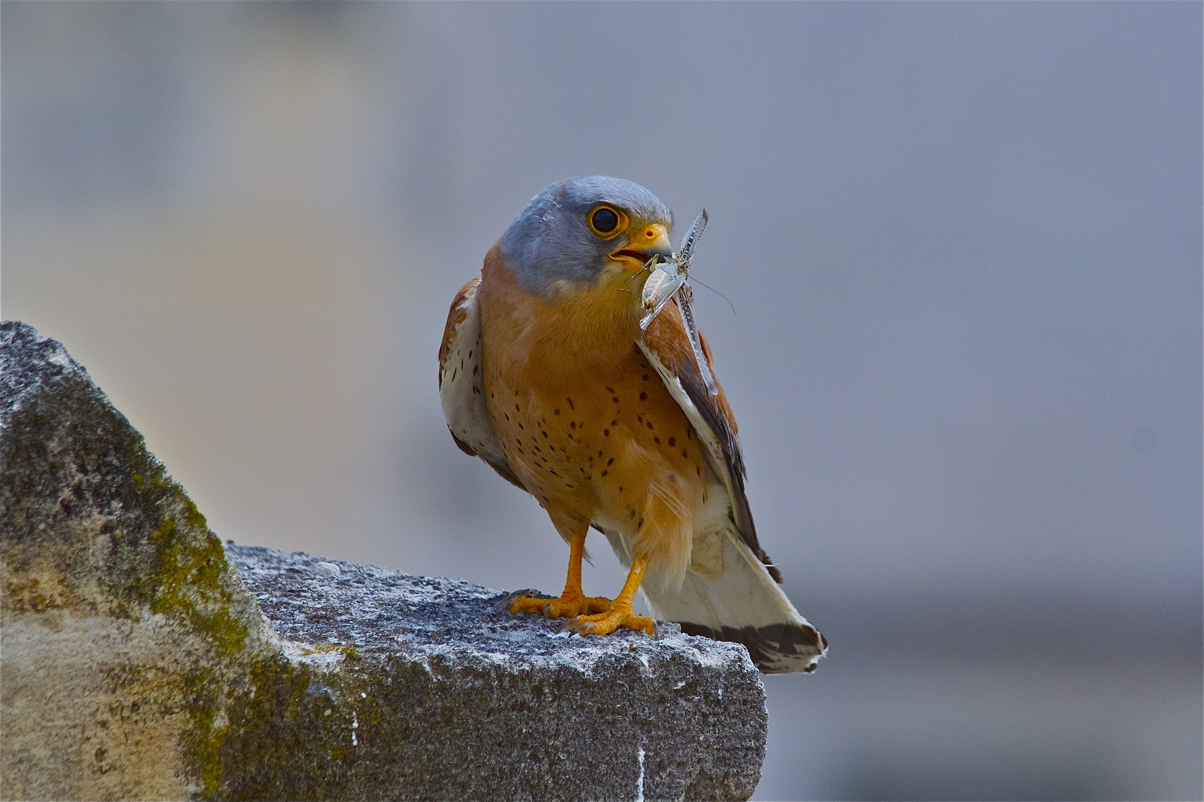 Lesser kestrel