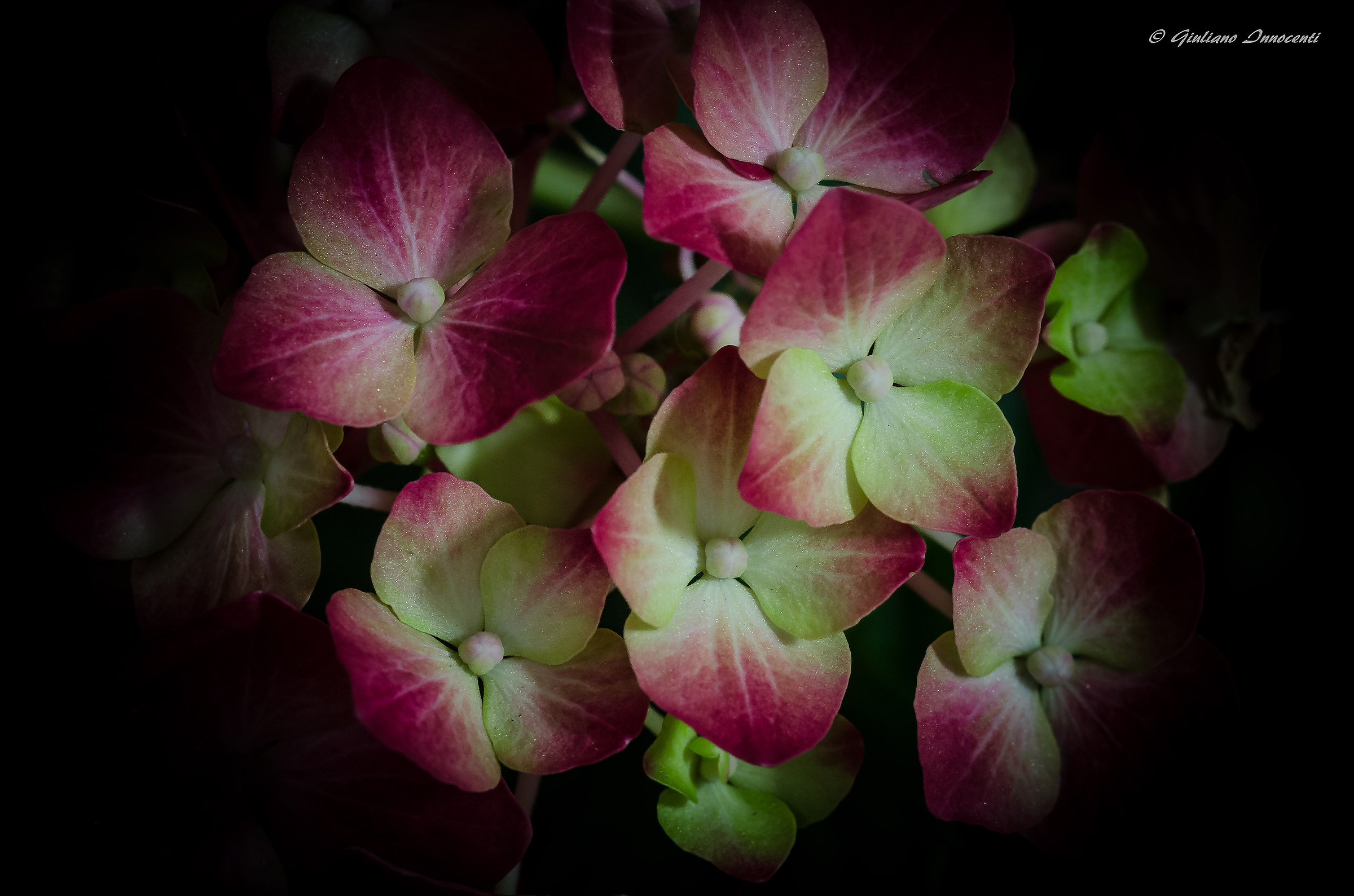 Hydrangea (Ortensia)