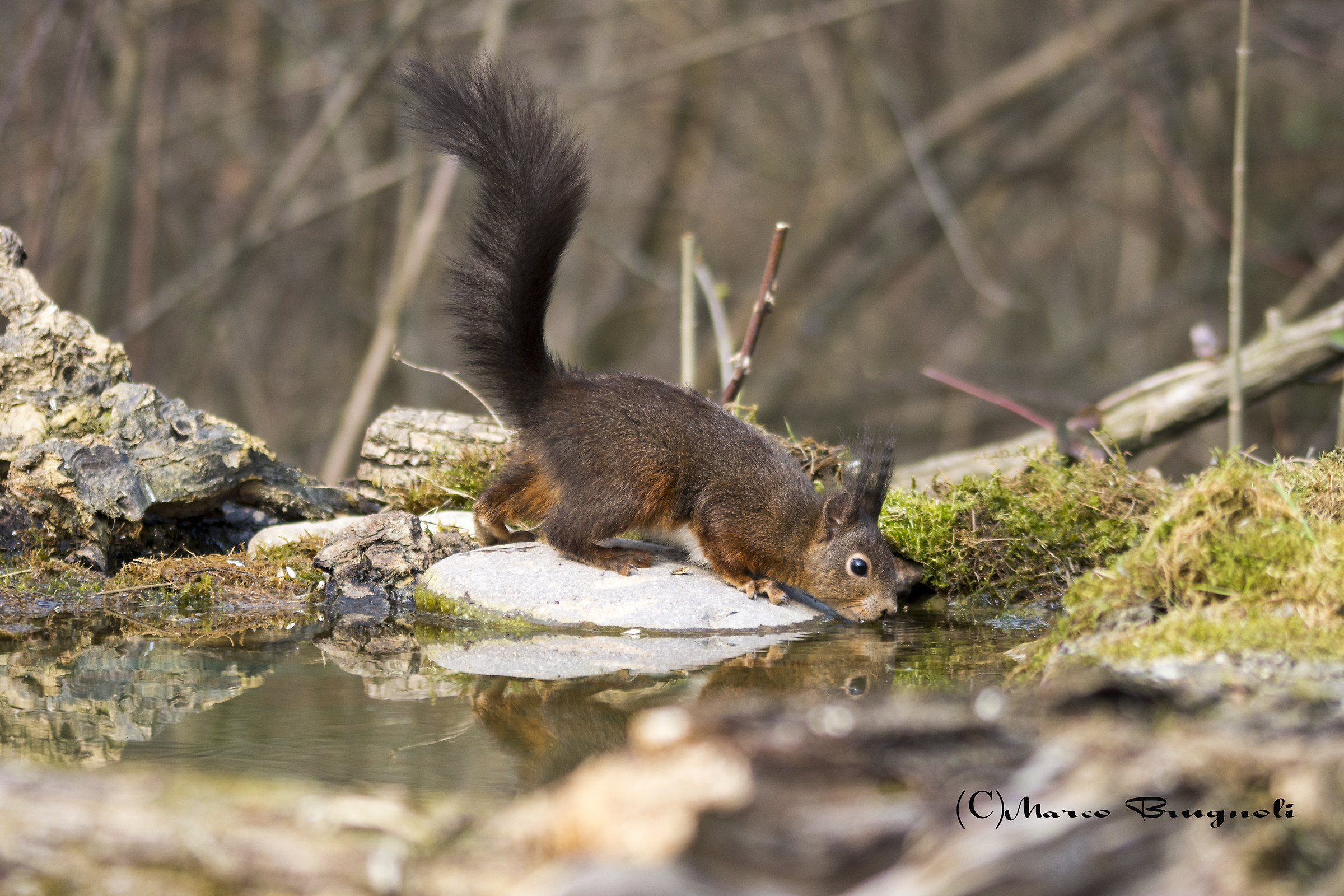red squirrel