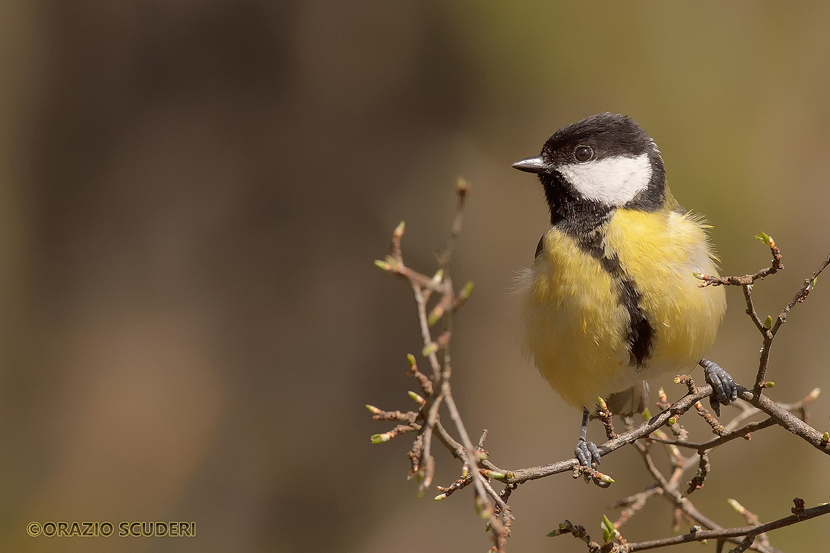 Parus major