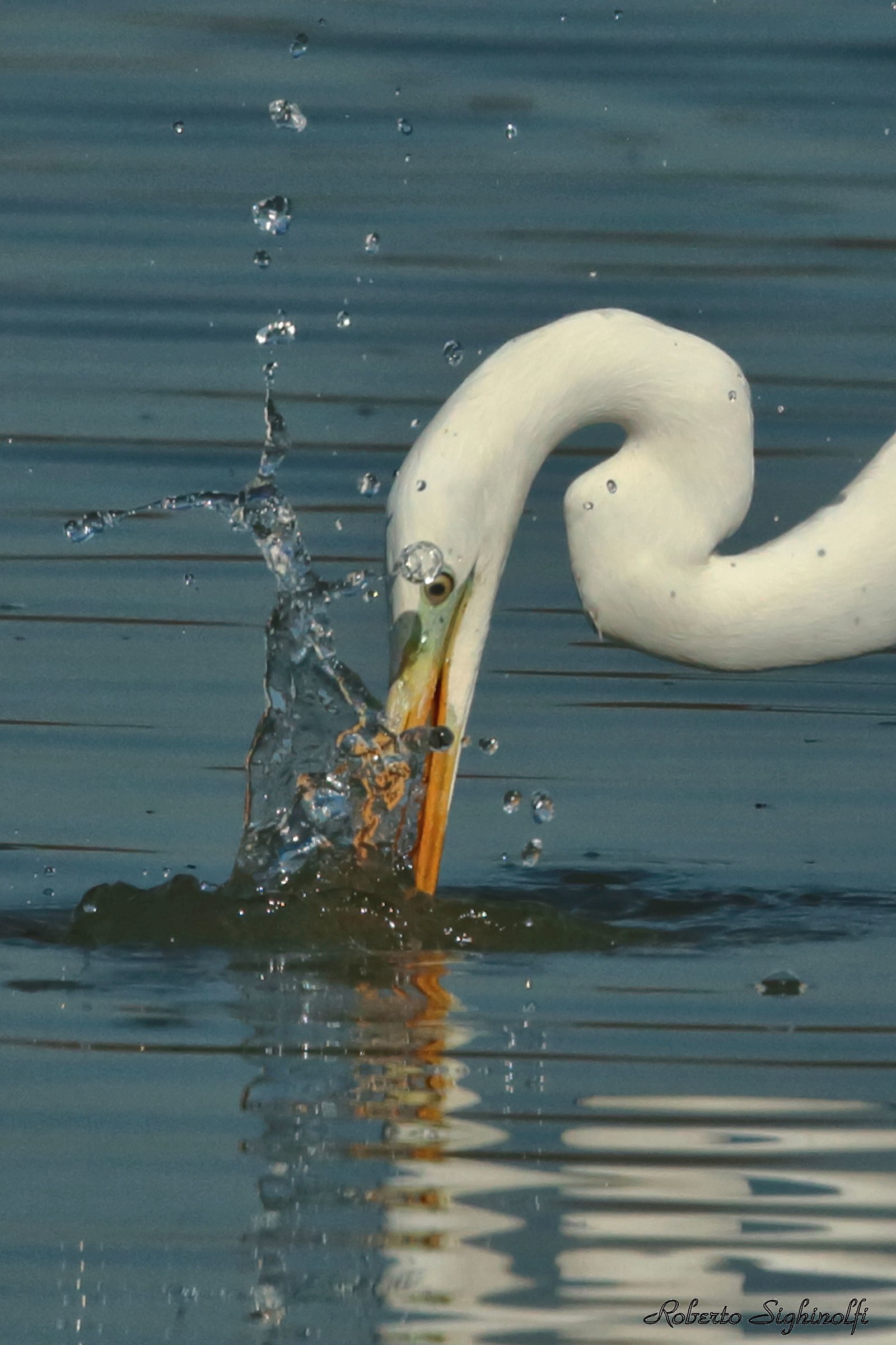 Airone bianco - schizzo d'acqua