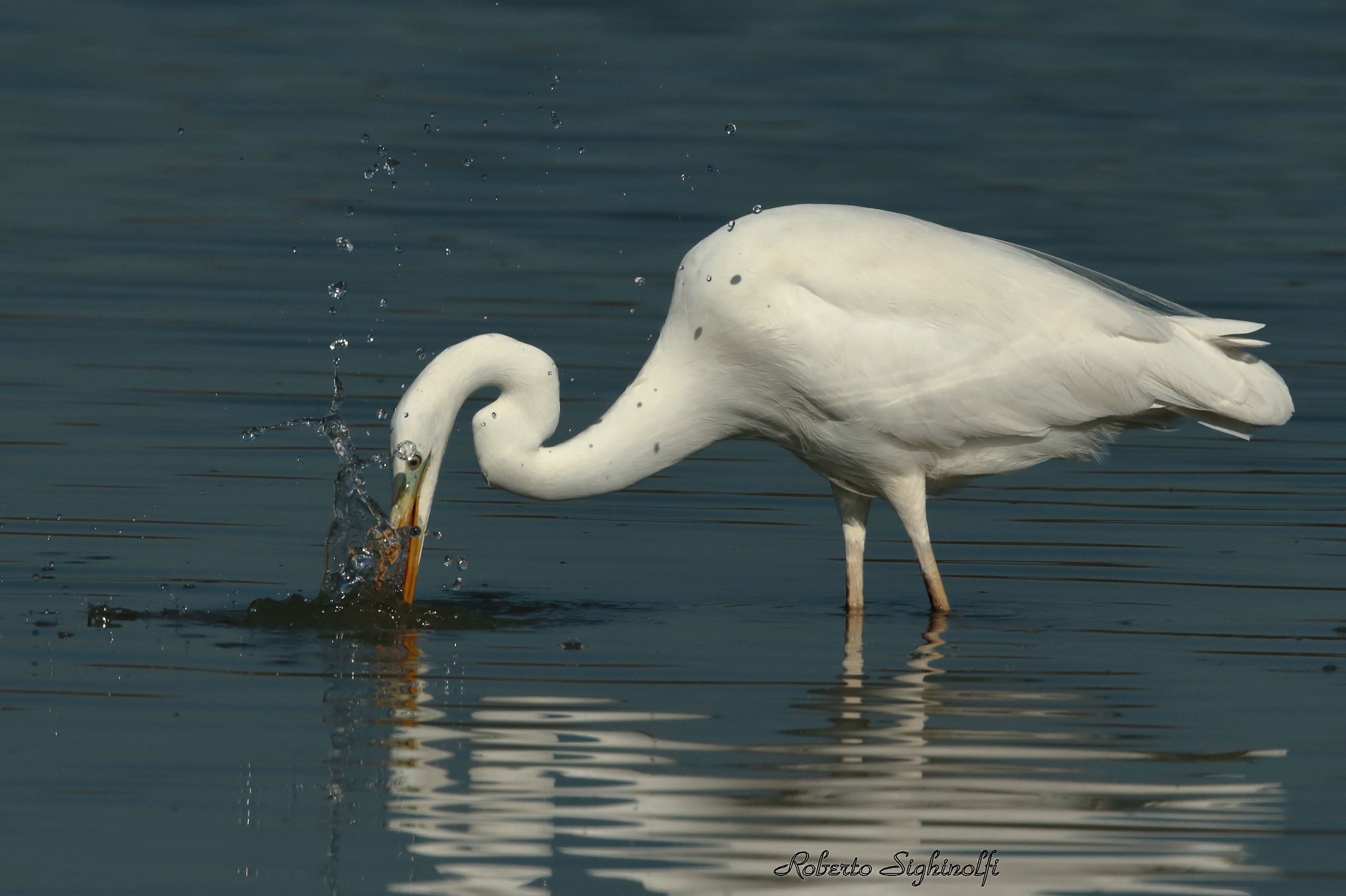 Airone tenta l'affondo nell'acqua, pesce in vista