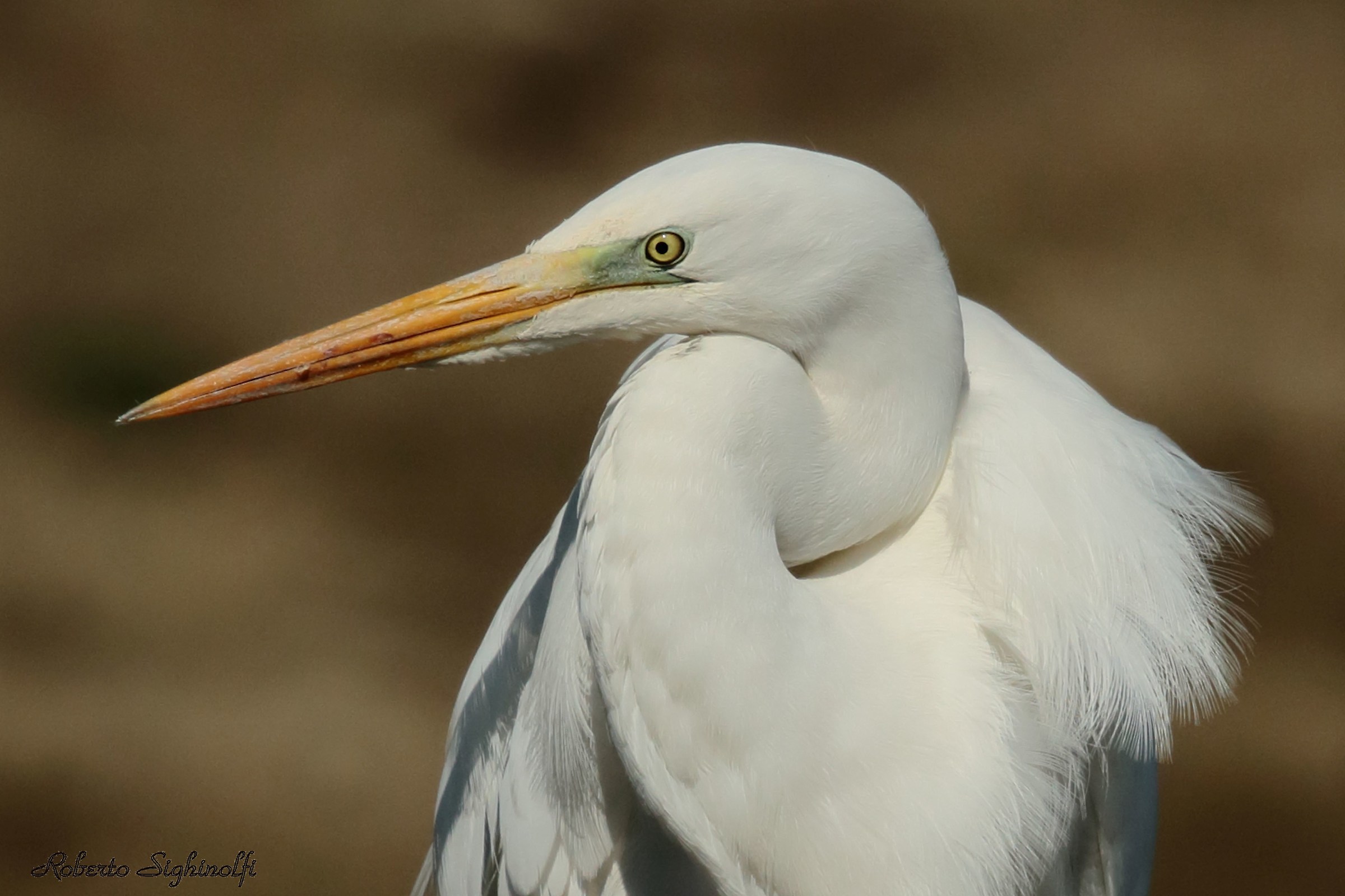 Airone bianco - primo piano