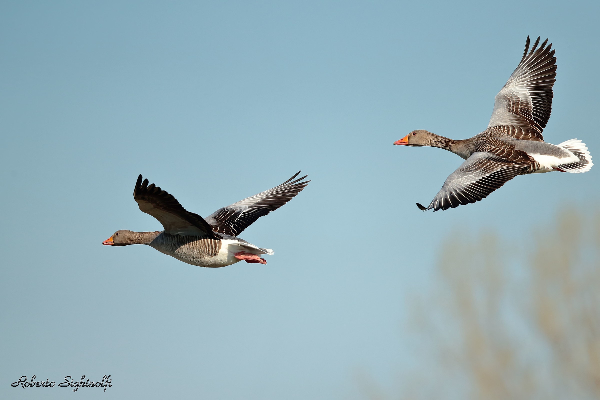 Oche selvatiche in volo