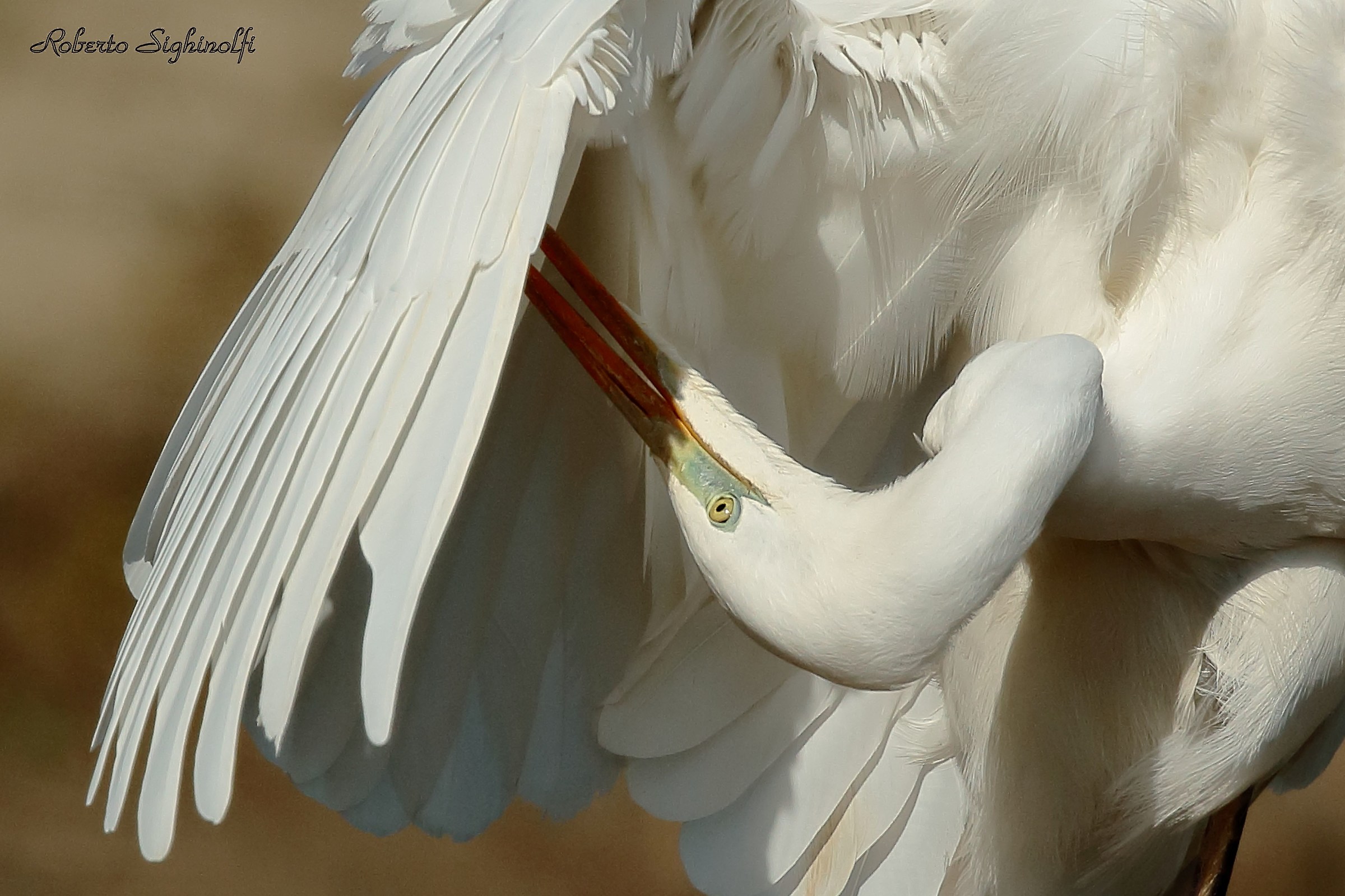 Airone bianco - cura il suo aspetto