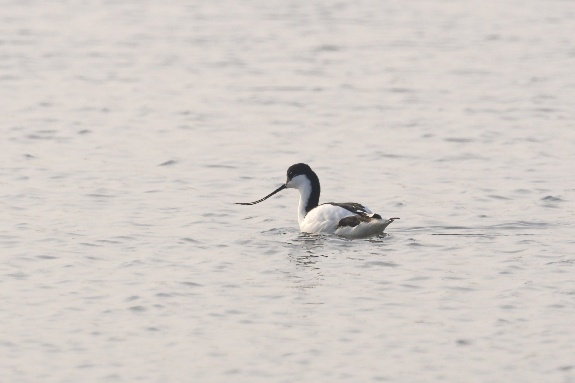 Avocetta