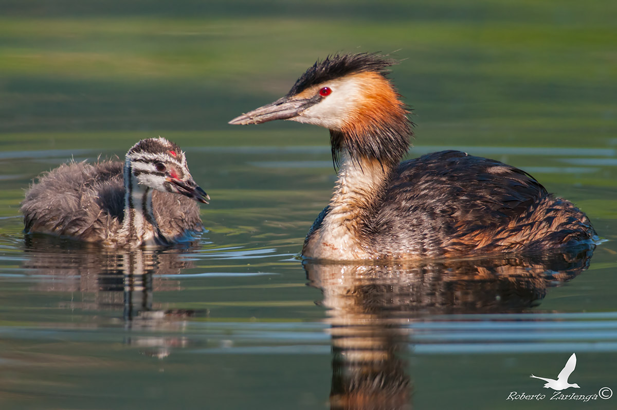 Grebe with pullo ..... Start to life