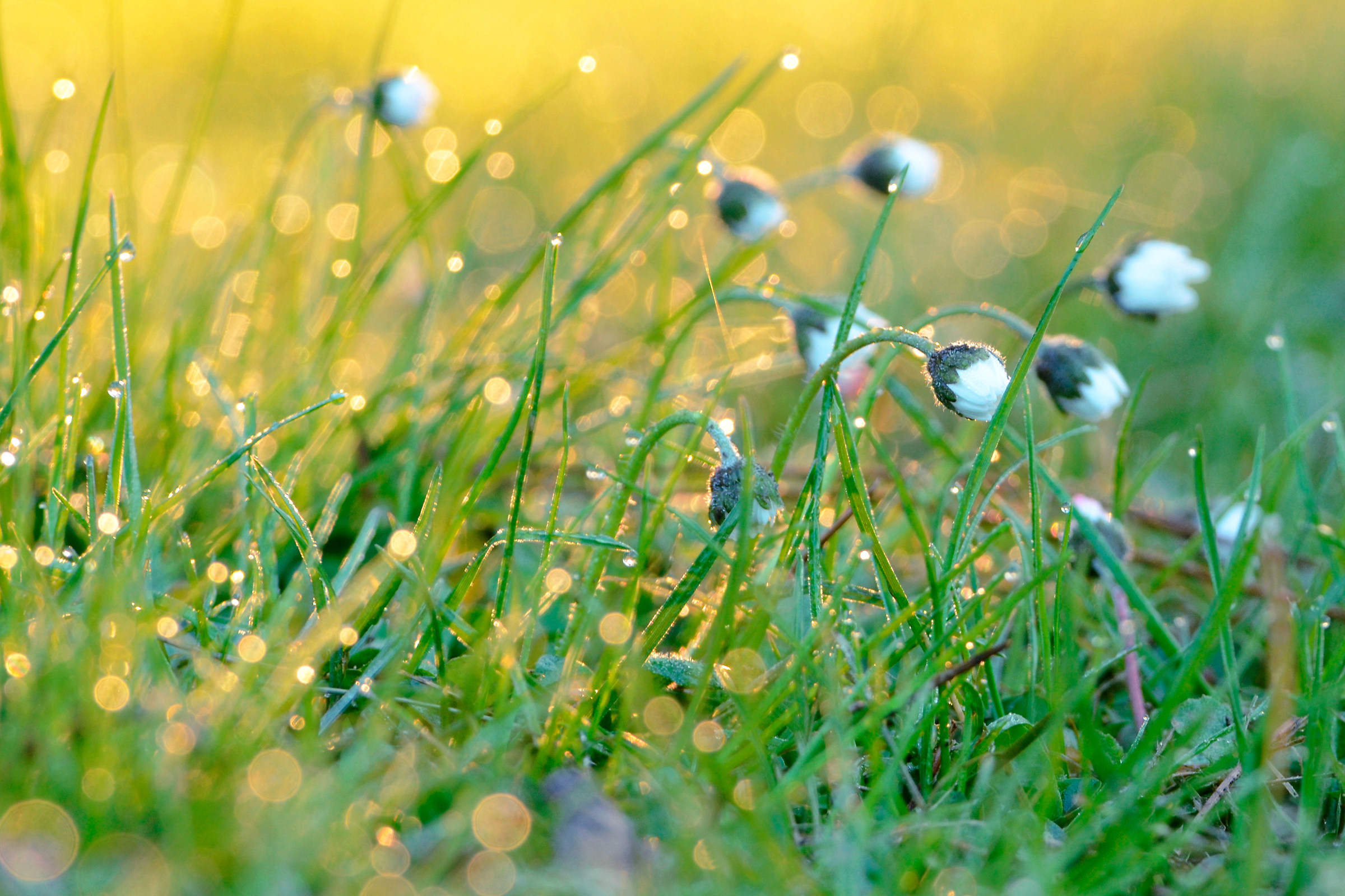ad un passo dal risveglio
