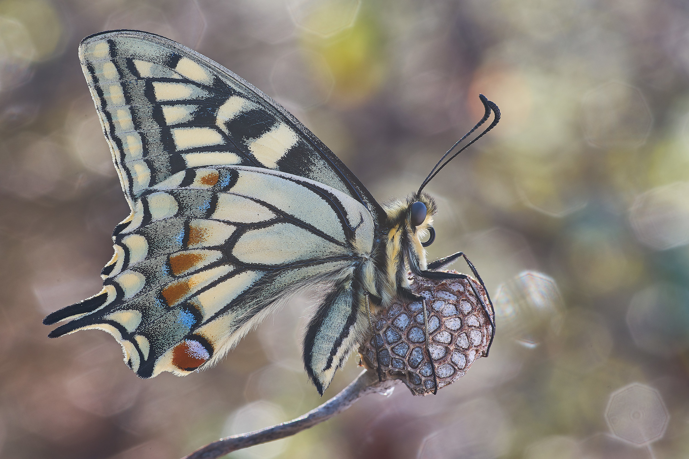 Papilio machaon in controluce