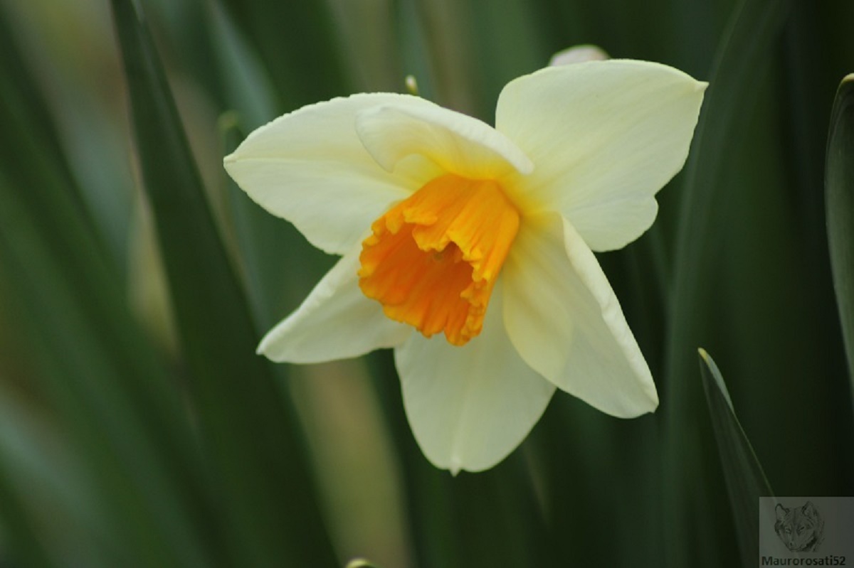 Primi segni di primavera