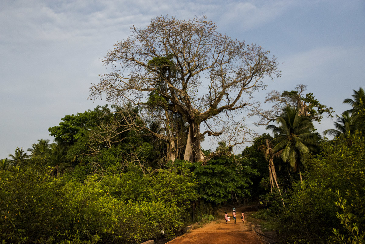 Guinea Conakry - Bell'esemplare di baobab