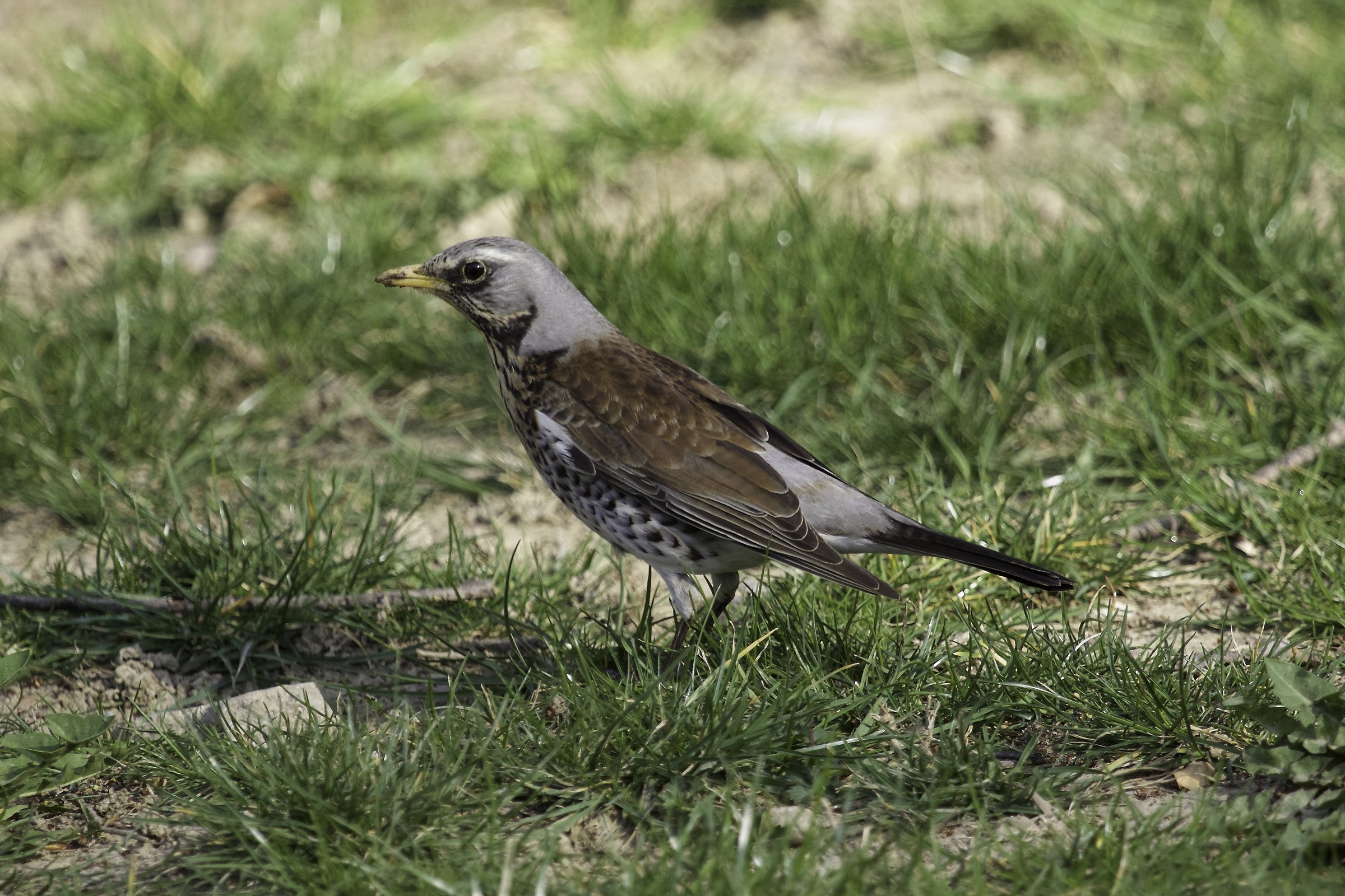Cesena - Turdus naumanni