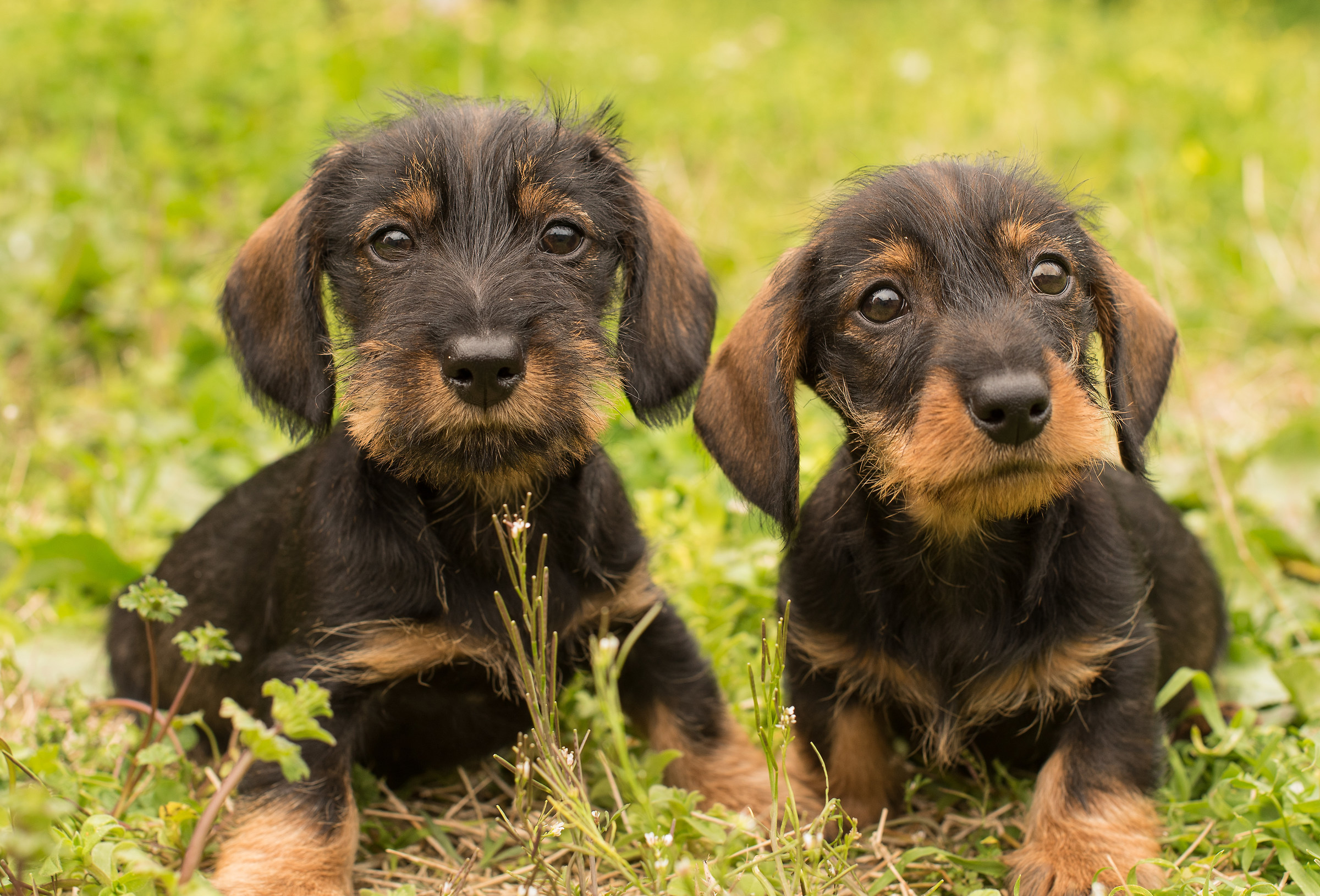 Nano wire-haired dachshund