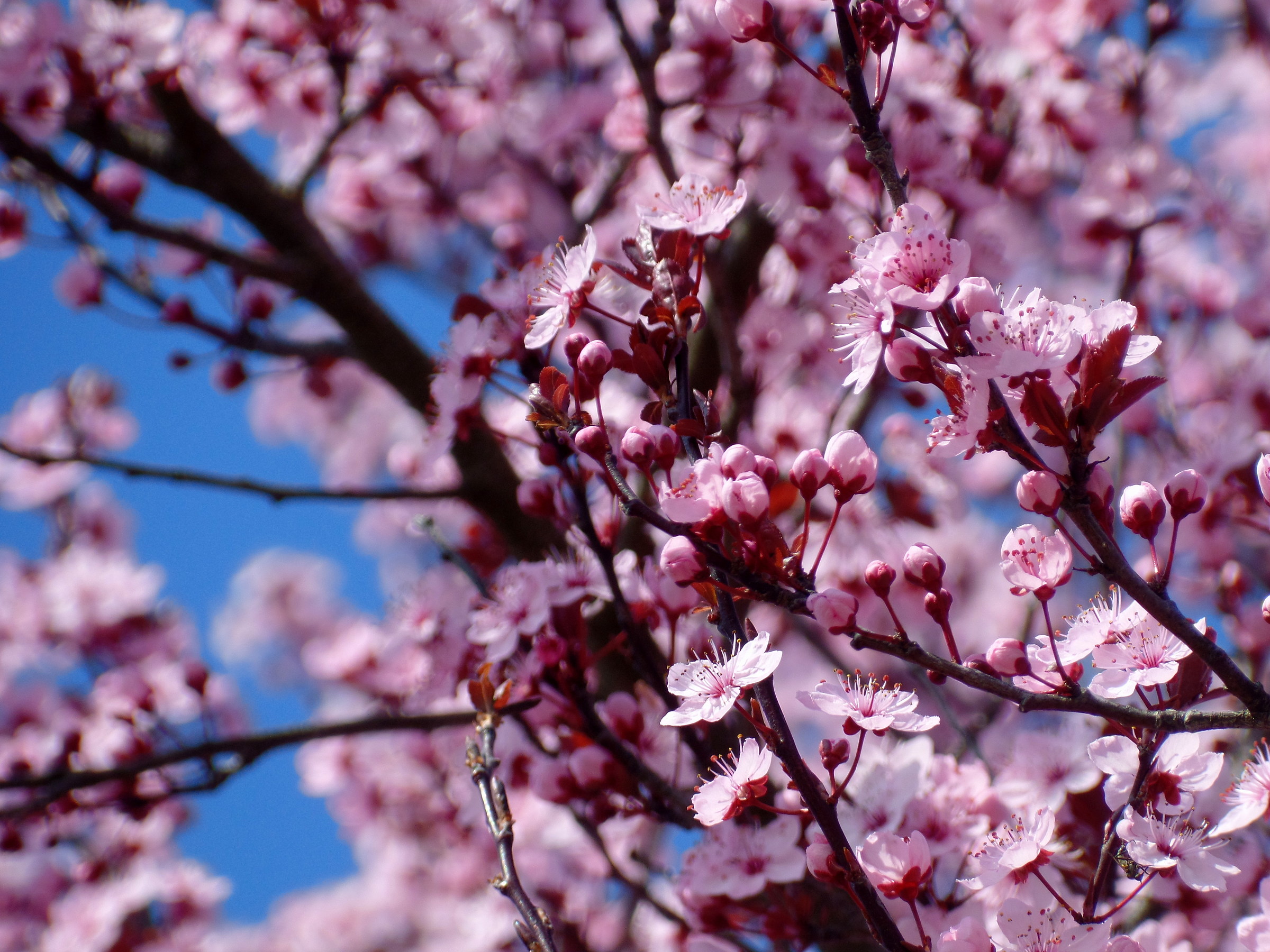 pink is my new obsession ....