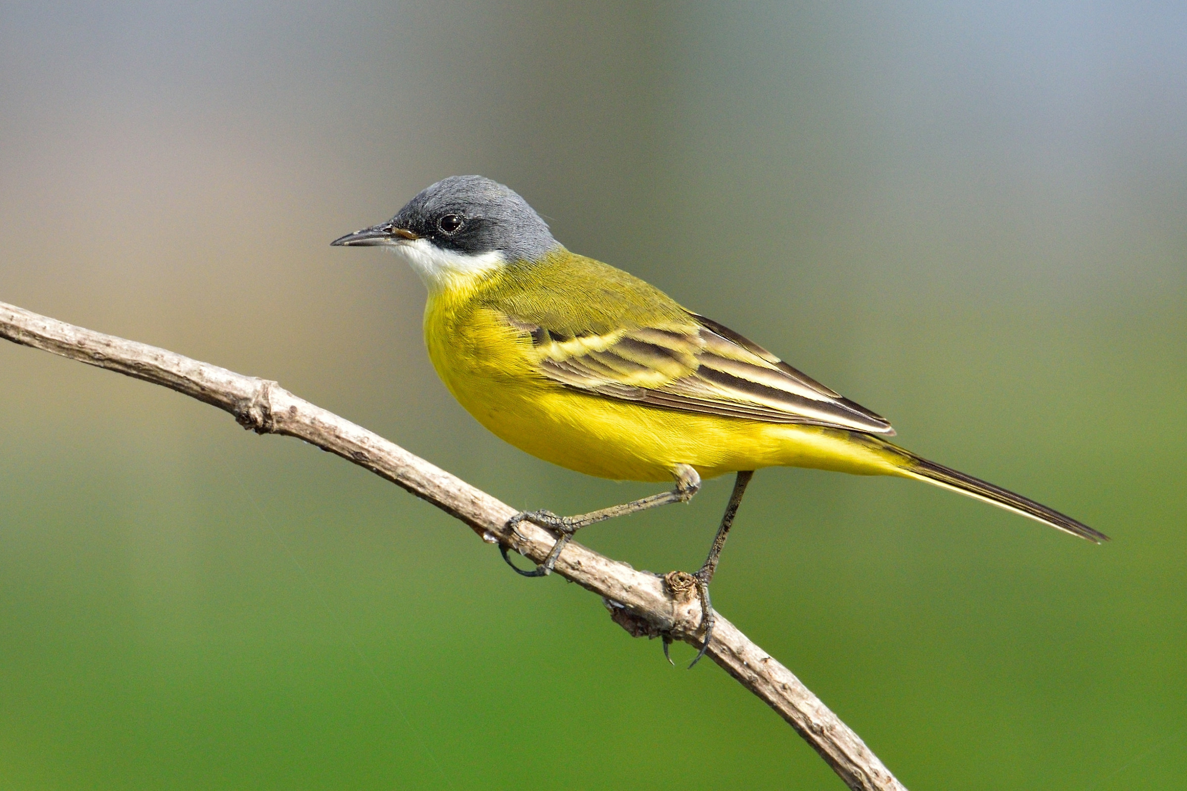 wagtail capocenerino