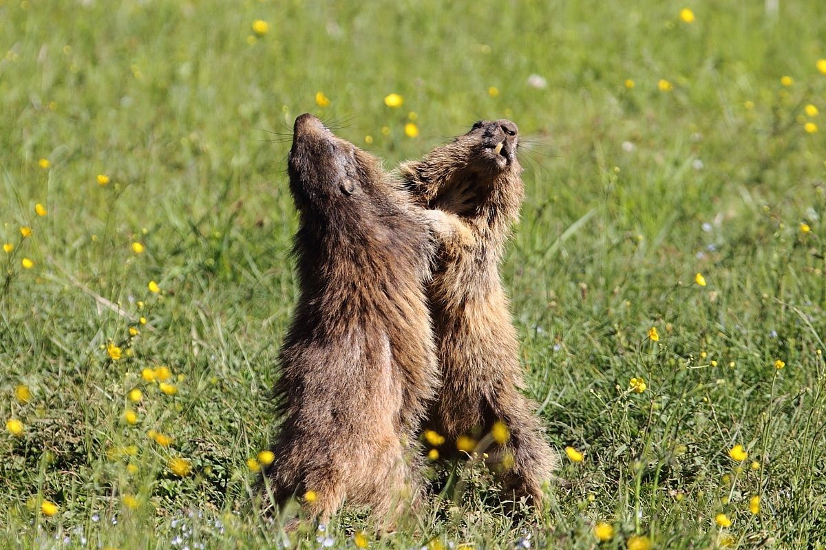 Giochi di mano giochi da villano
