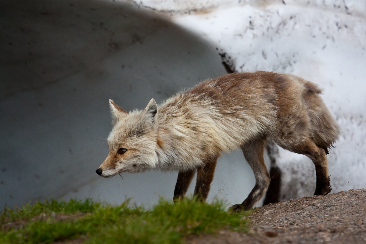 Cascade Red Fox - Vulpes vulpes