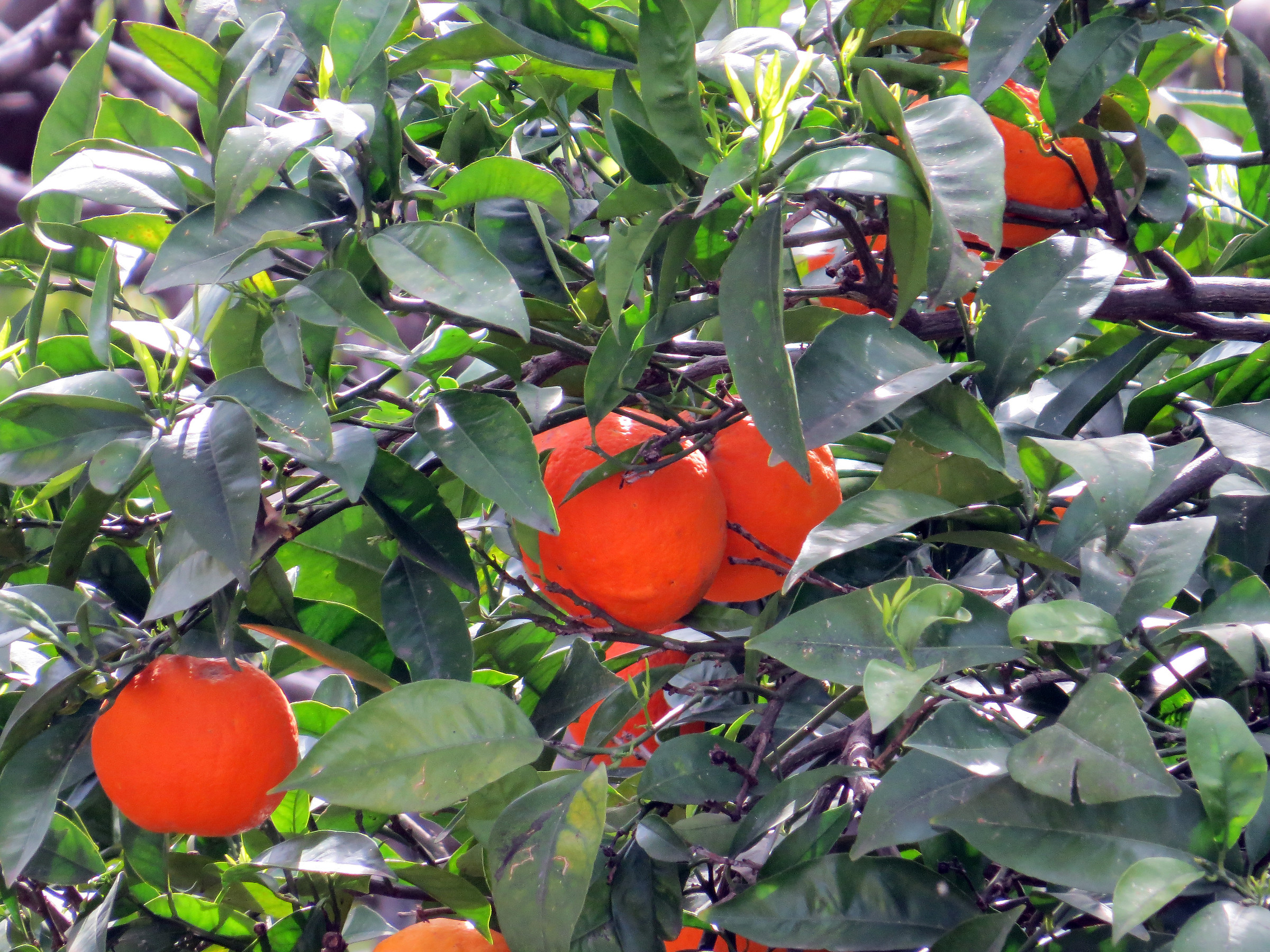 torresi oranges
